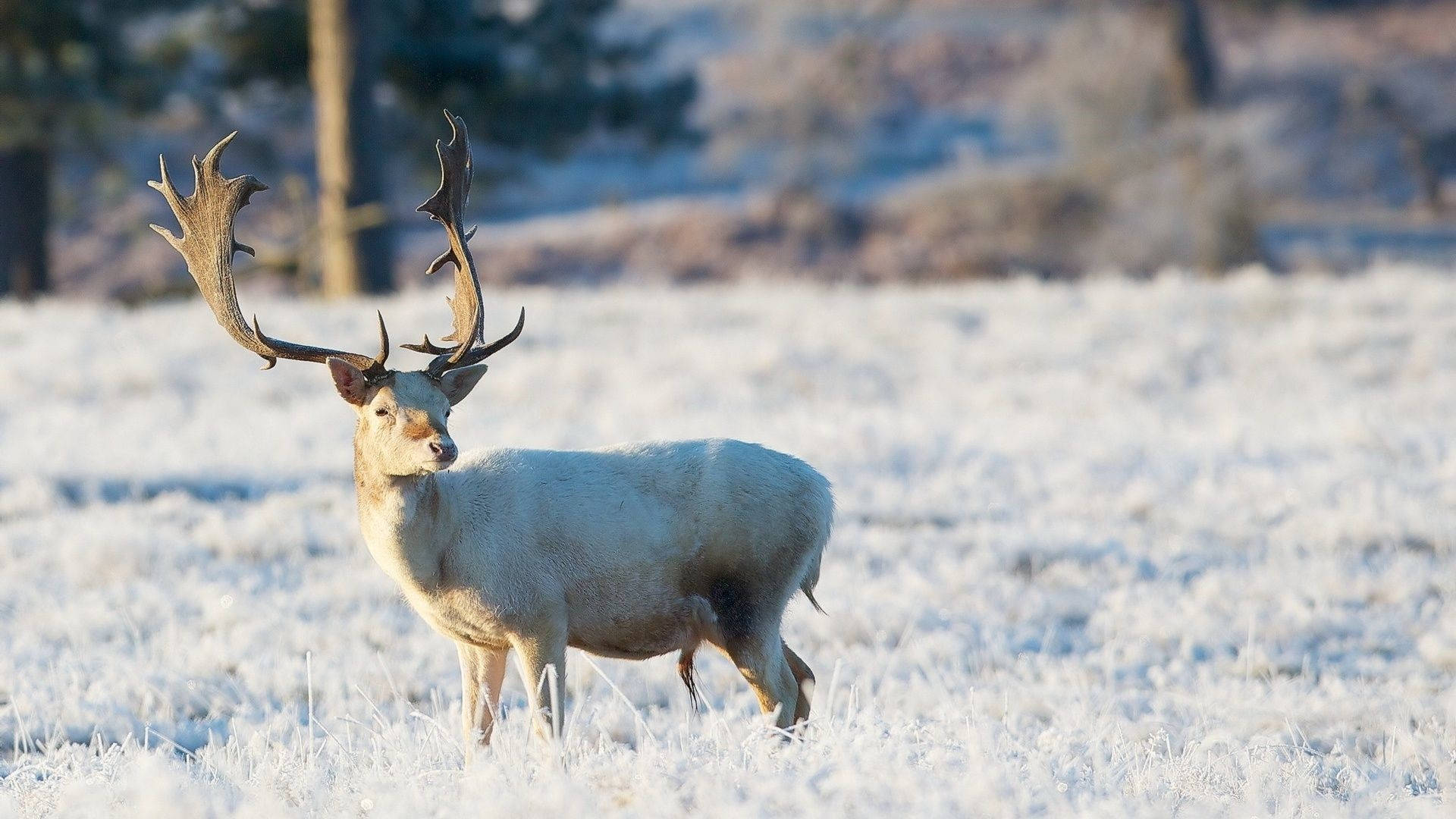 white reindeer, frosty field, soft morning light, Full HD Desktop Wallpaper