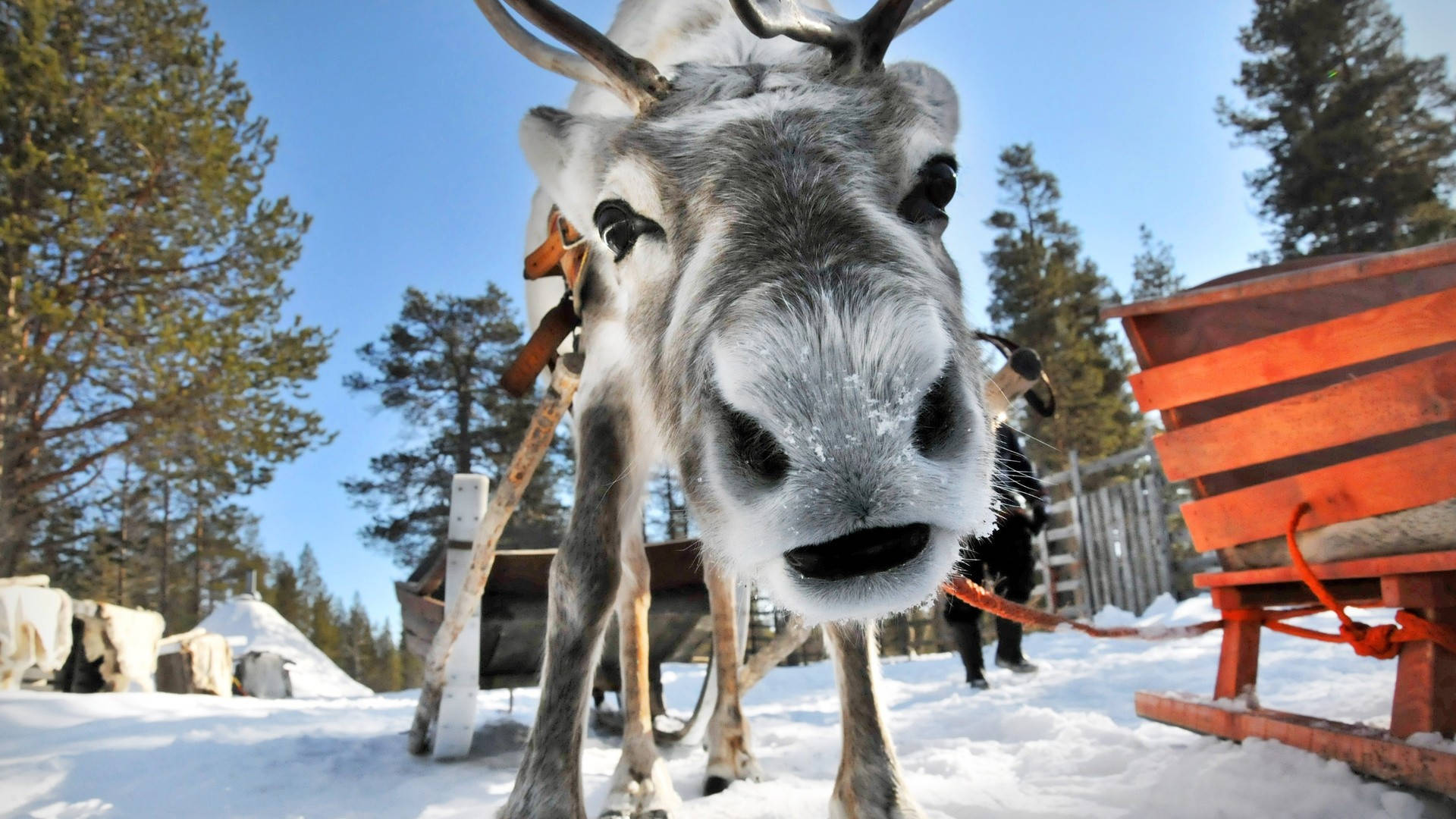 polar reindeer, snow on its nose, antlers, Full HD Desktop Wallpaper
