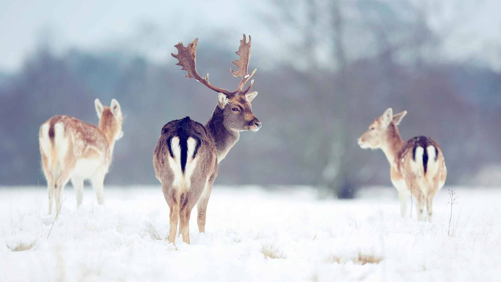 Reindeers, snowy field, blurred trees, Full HD Desktop Wallpaper