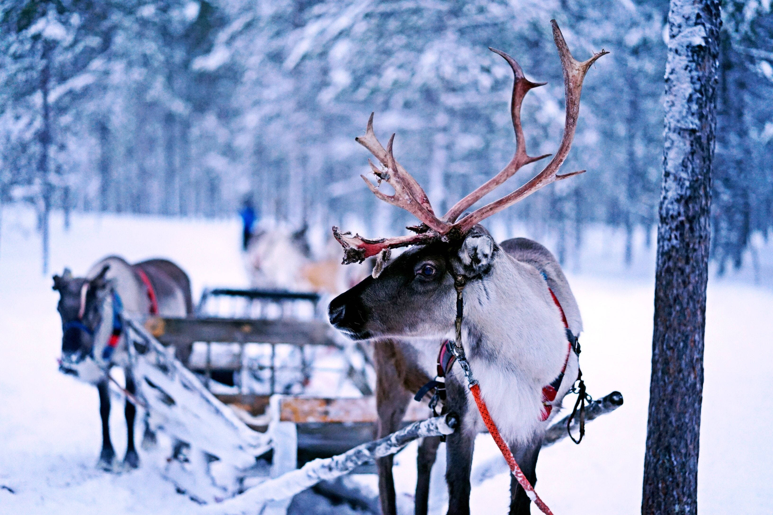 reindeer, sledge, snow-covered sleigh, 2K Desktop Wallpaper