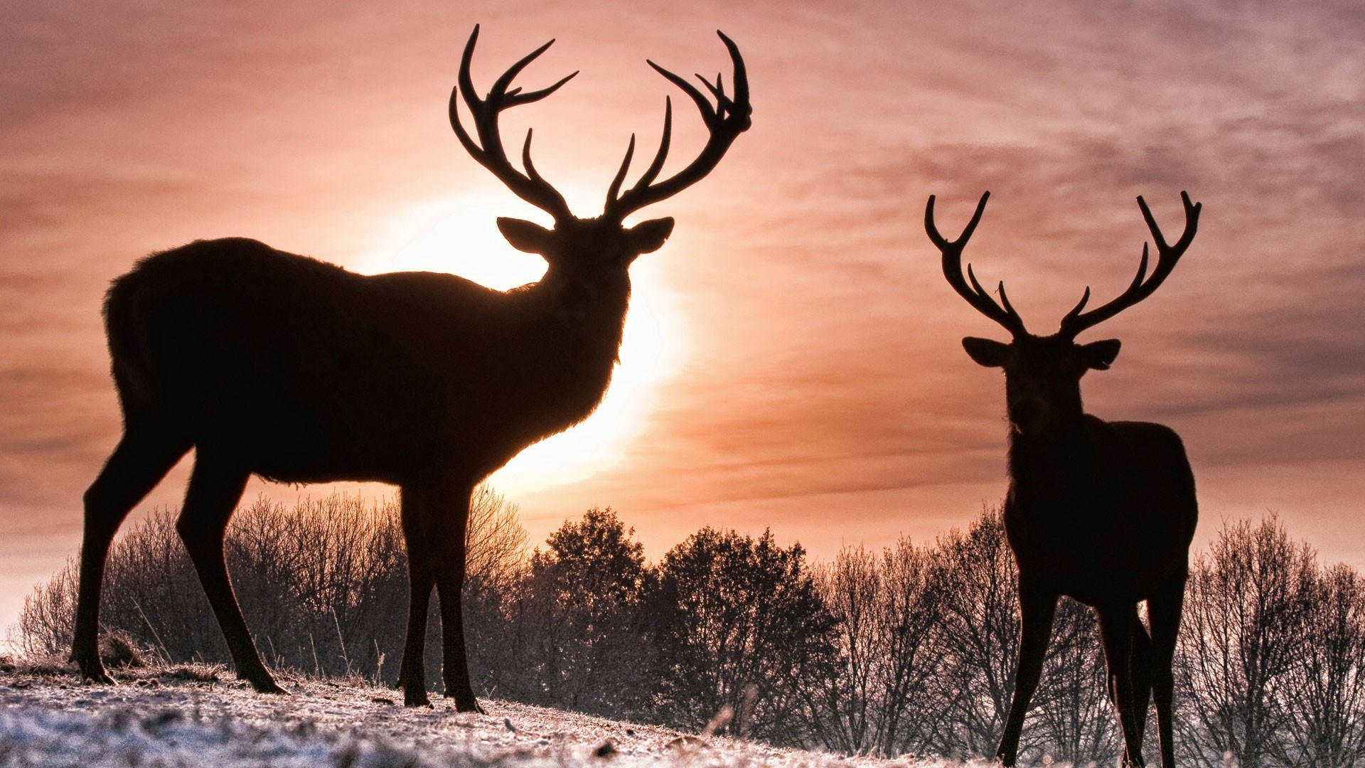 sunset, reindeer, snowy field, Full HD Desktop Wallpaper