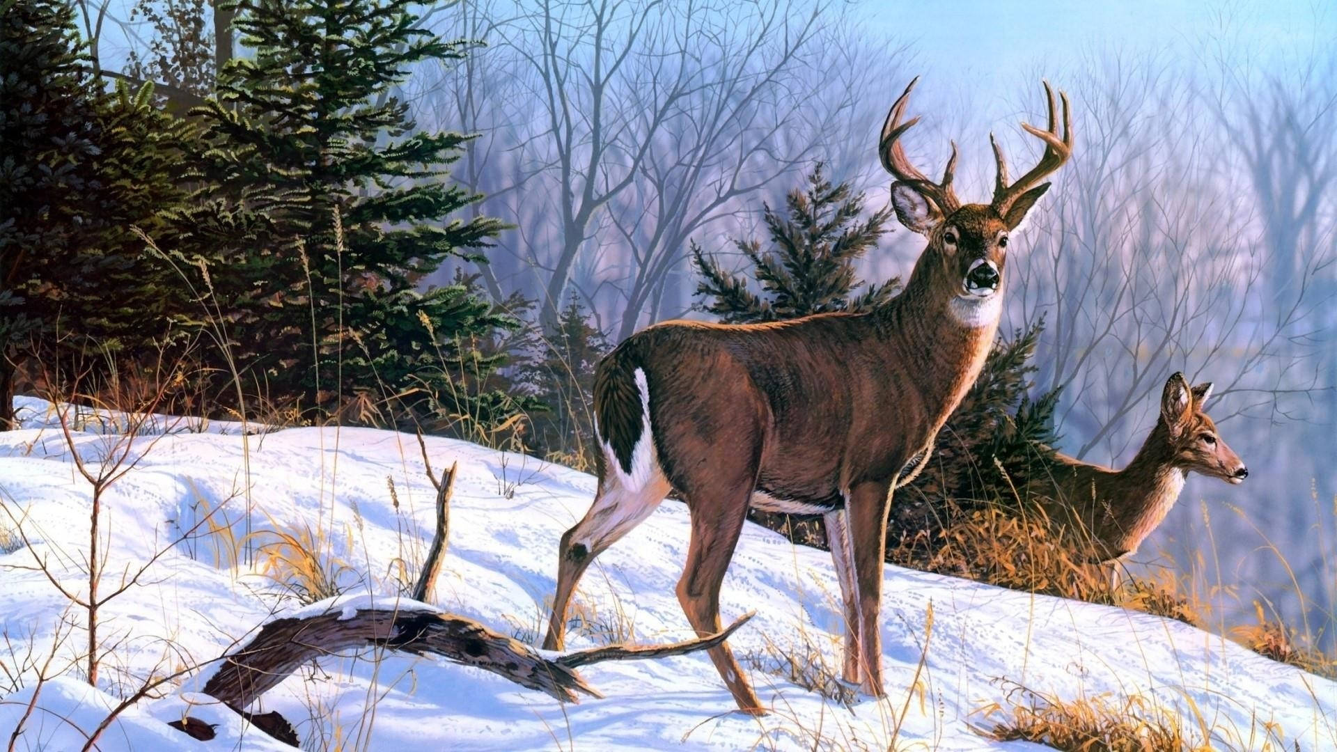 reindeer, snowy winter woods, doe, Full HD Desktop Wallpaper