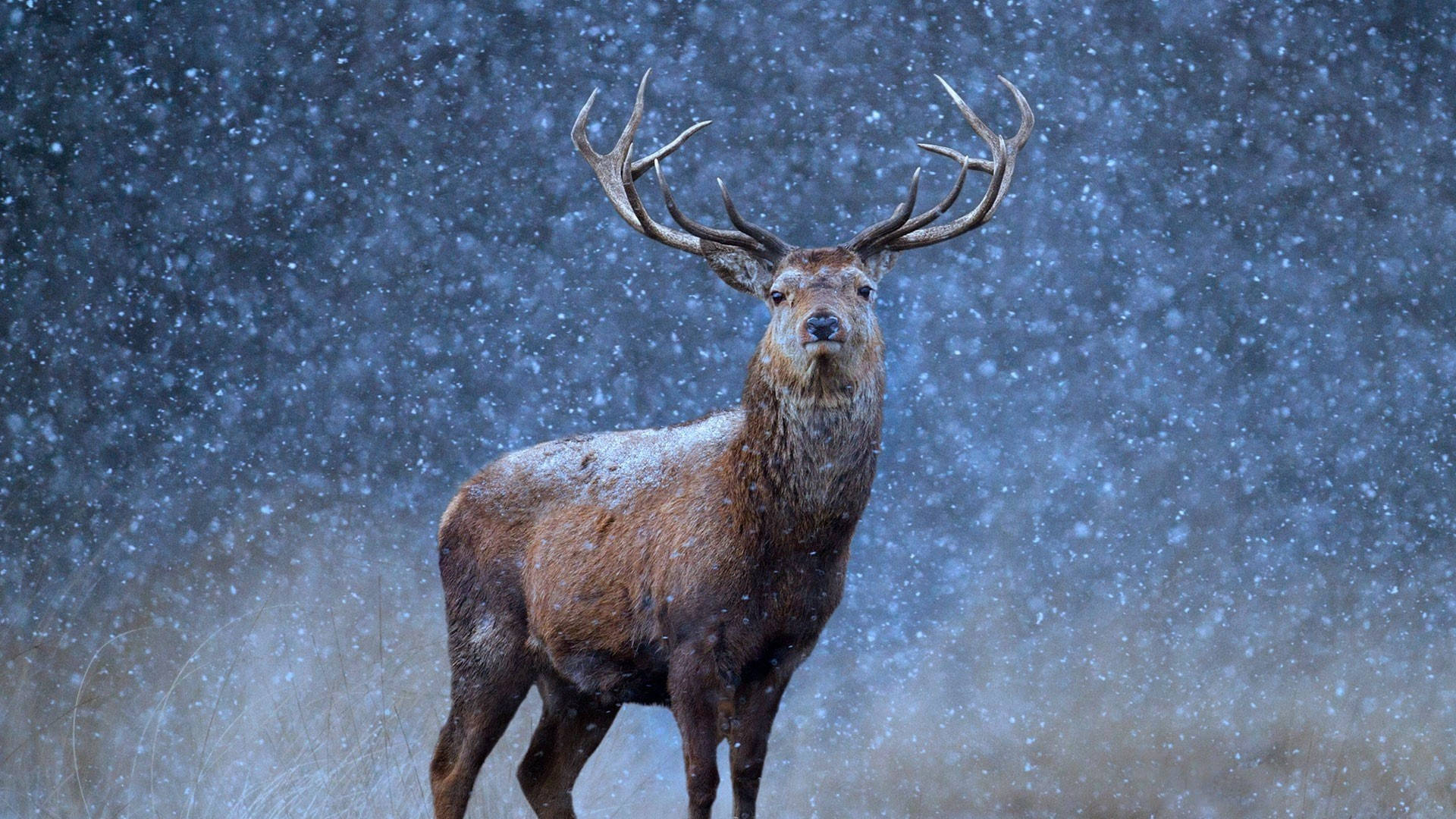 reindeer, snowy winter scene, falling snowflakes, Full HD Desktop Wallpaper