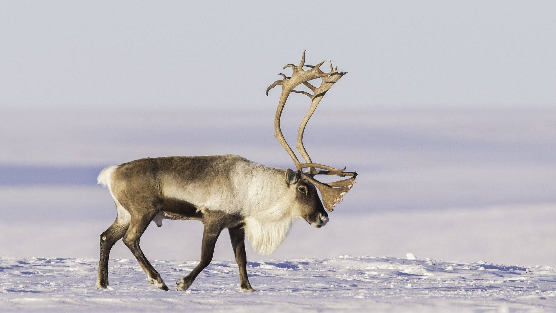 reindeer, large antlers, snowy tundra, Full HD Desktop Wallpaper