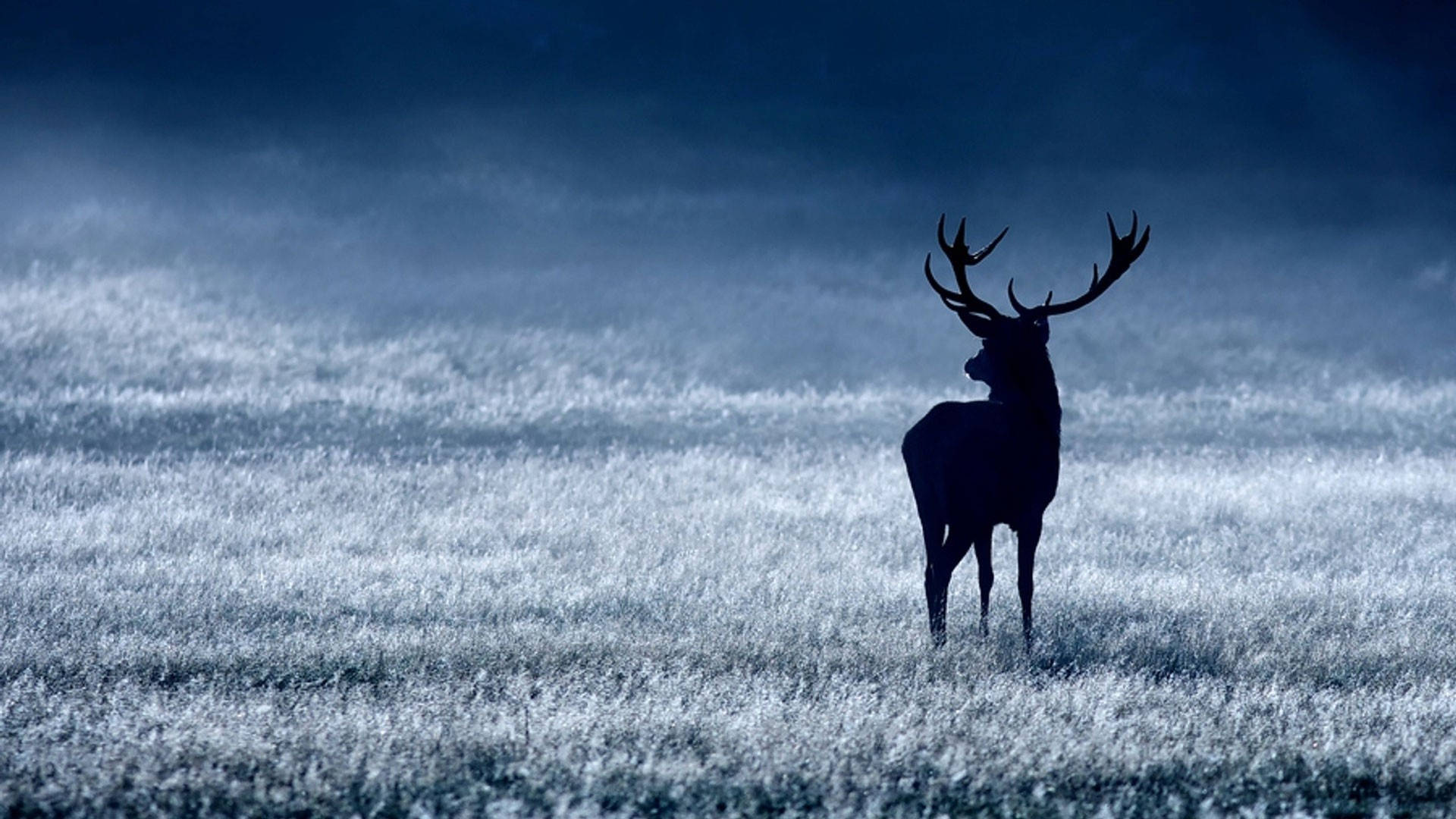 wild reindeer, stag, misty blue dawn, Full HD Desktop Wallpaper