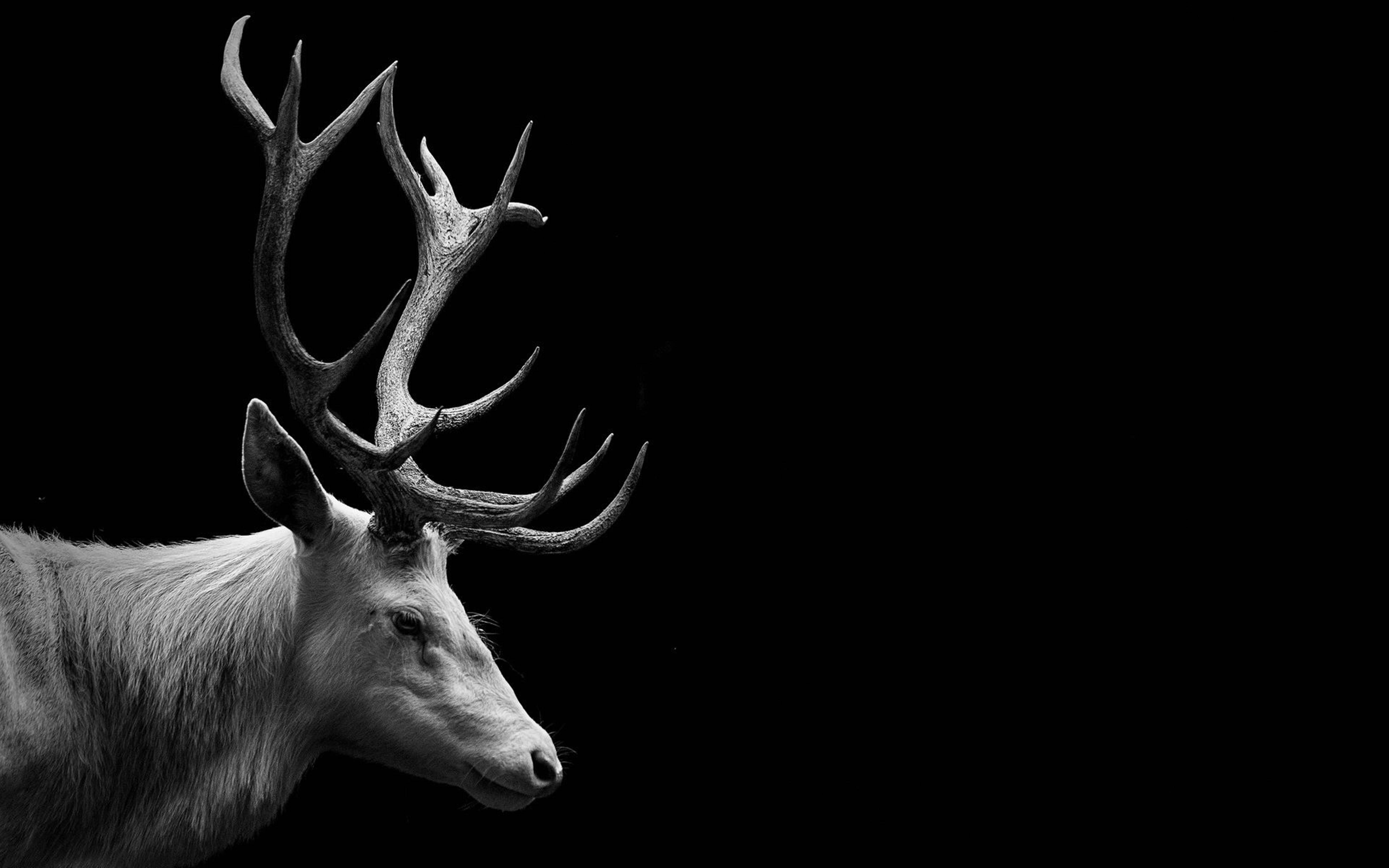 4K Ultra HD, black reindeer, stags, 5K Desktop Wallpaper