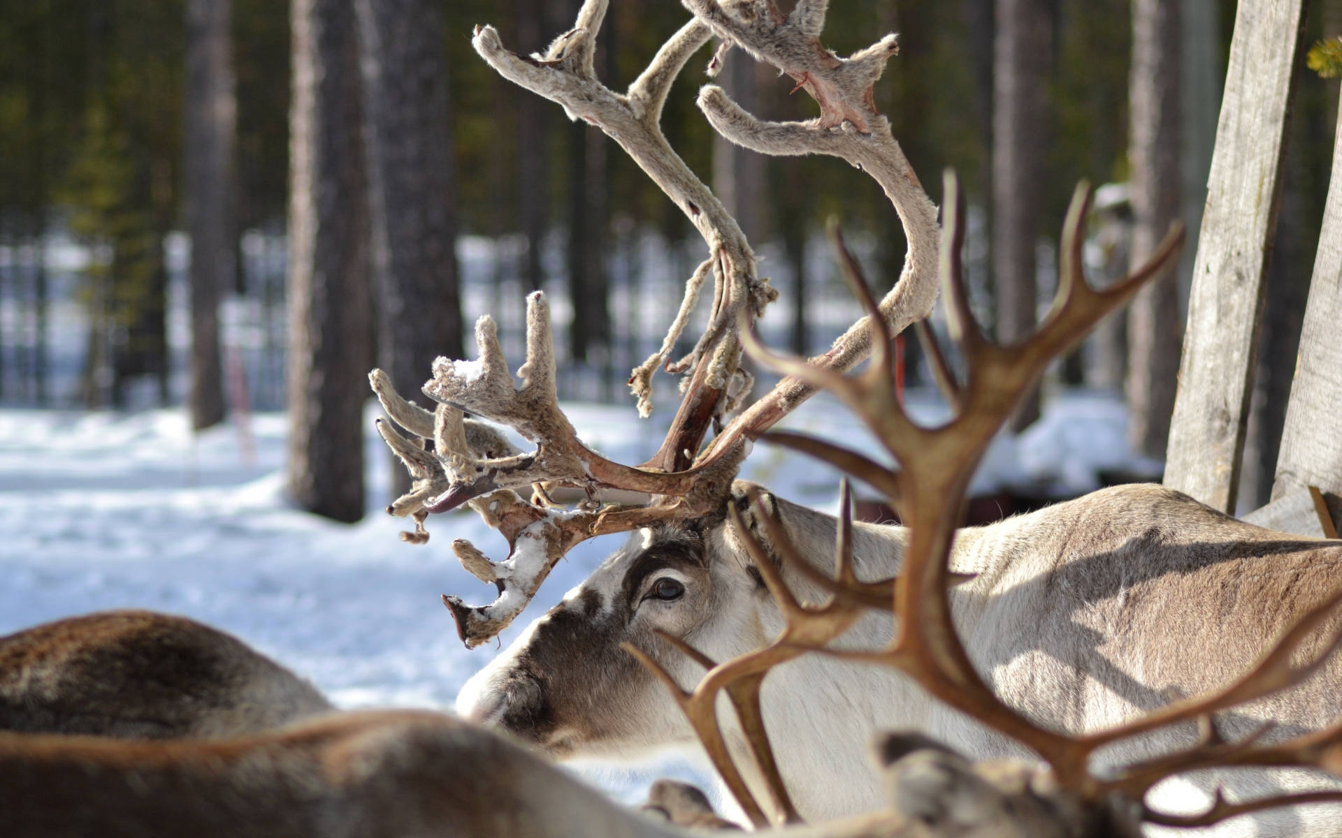 reindeer, antlers, snow-dusted, Full HD Desktop Wallpaper