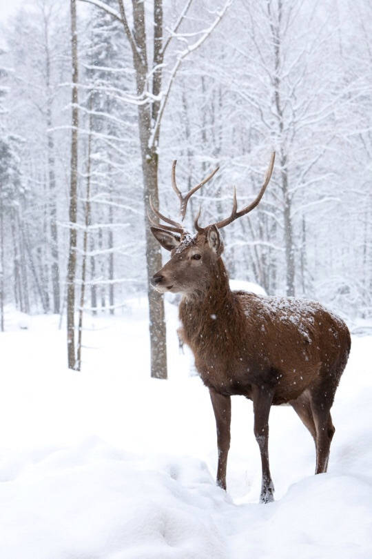 reindeer, stag, large antlers, SD Phone Wallpaper