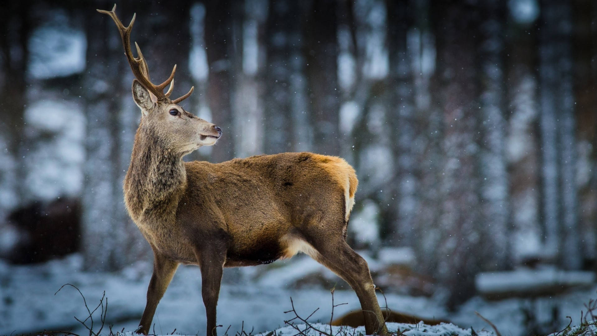 Forest Reindeer, stag, large antlers, Full HD Desktop Wallpaper