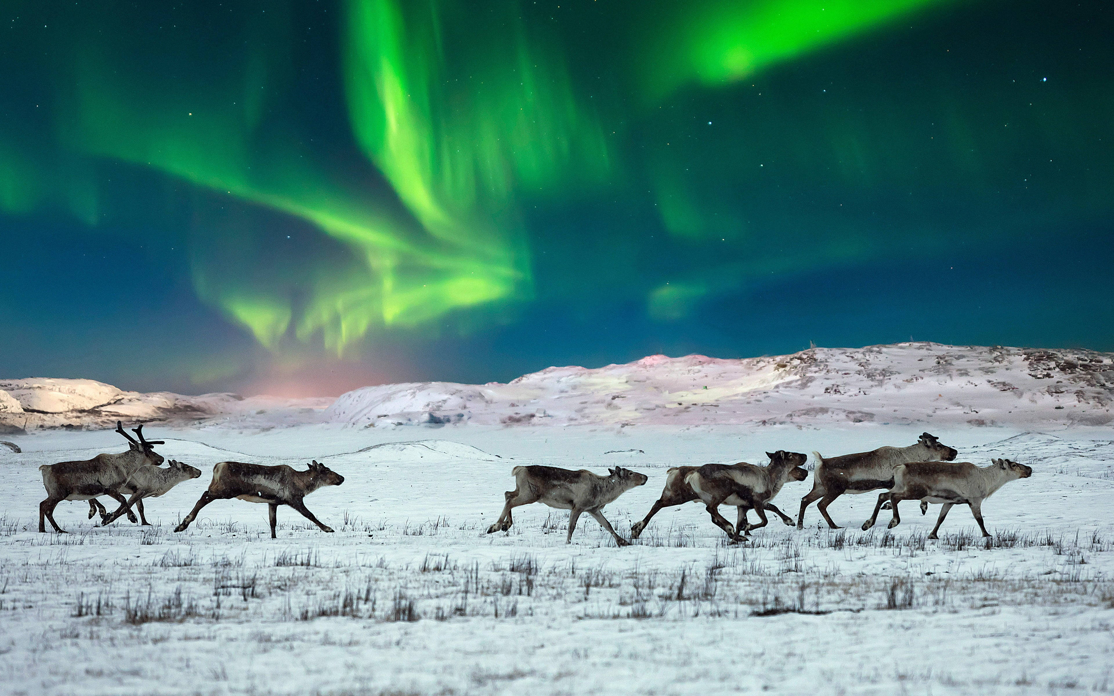reindeer herd, northern lights, snowy tundra, 4K Desktop Wallpaper