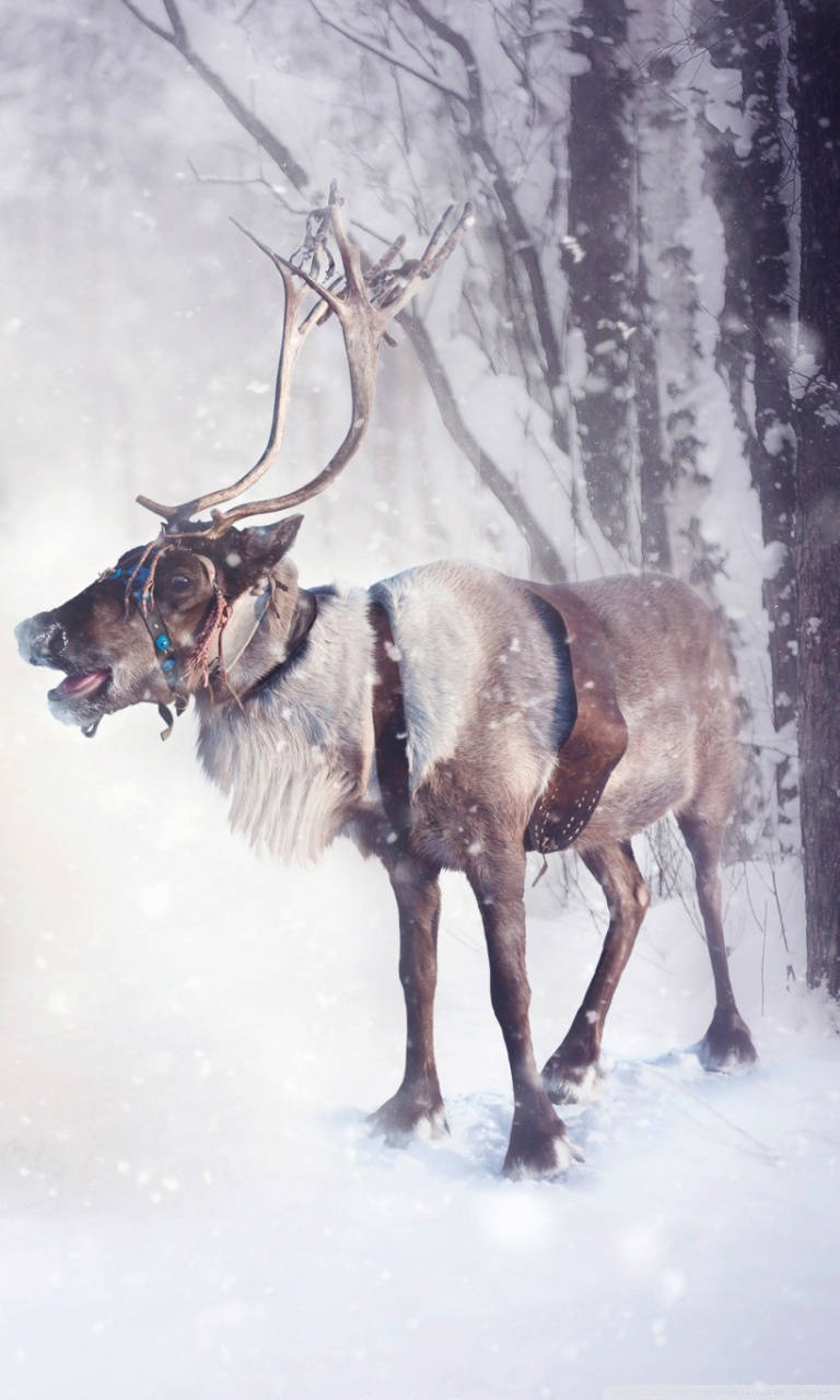 snow reindeer, harness, snowy forest, HD Phone Wallpaper