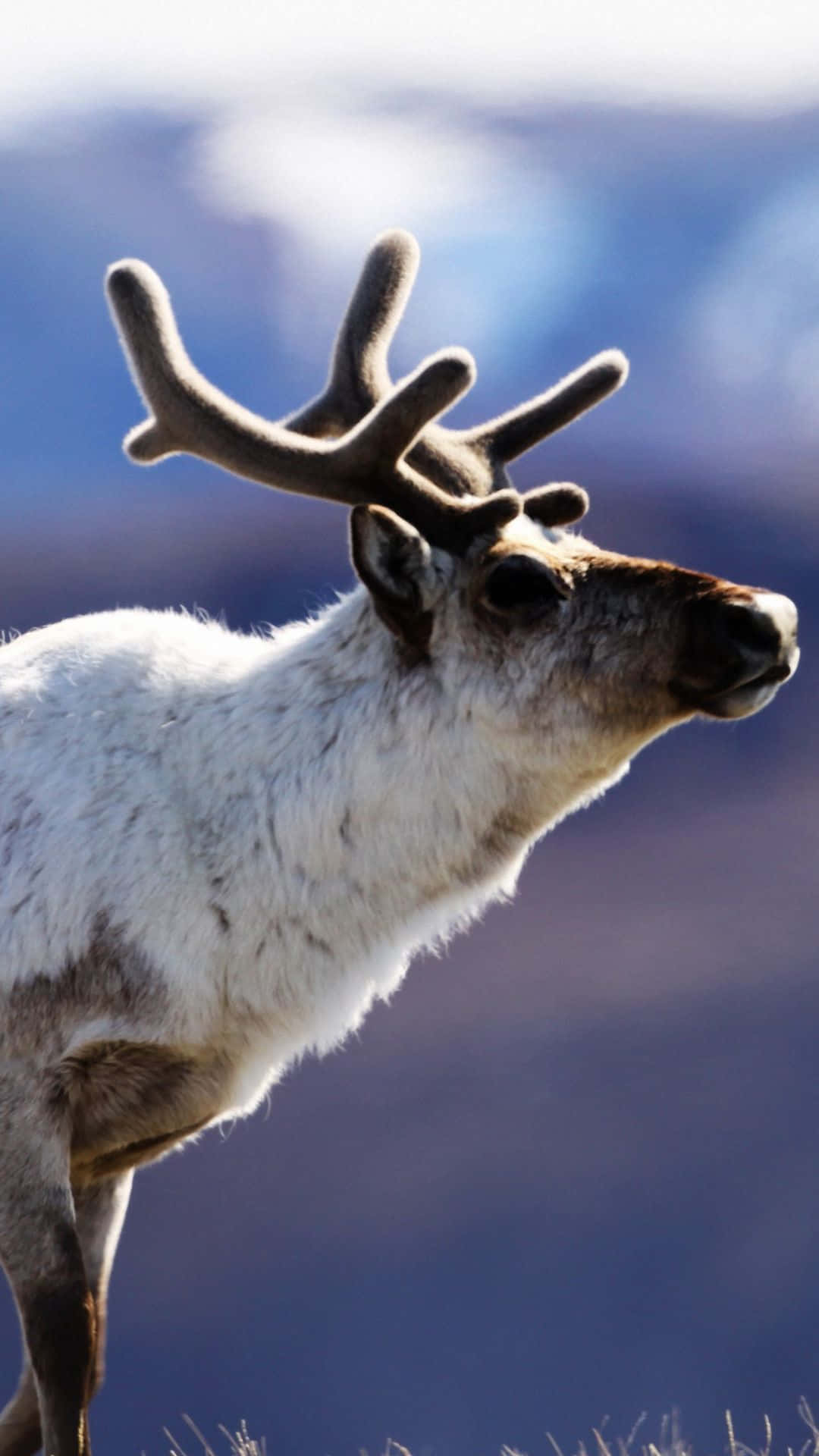 reindeer, large antlers, soft blue mountain backdrop, Full HD Phone Wallpaper