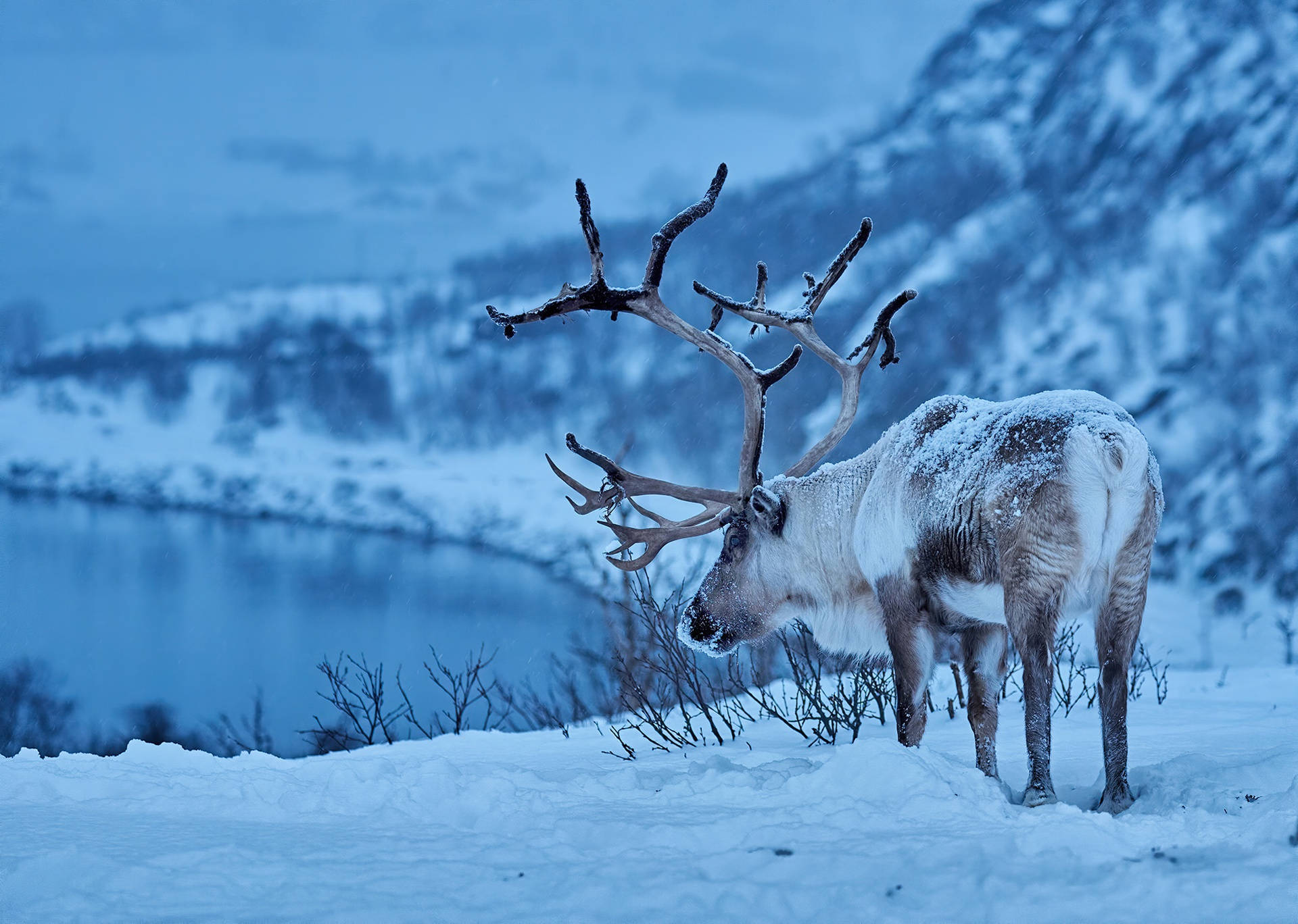 reindeer, snow-dusted antlers, frozen lake, Full HD Desktop Wallpaper