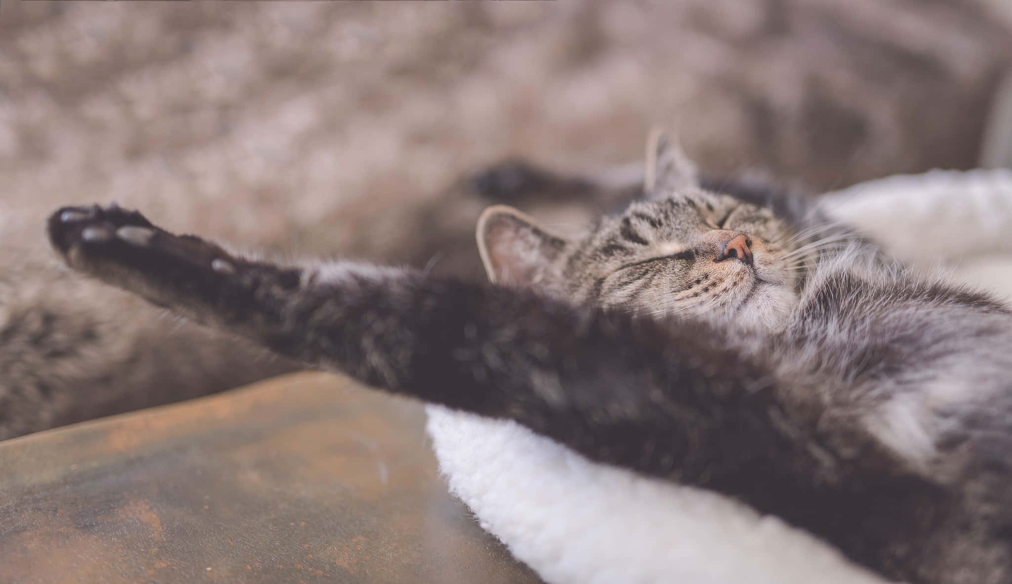 tabby cat, soft white blanket, relax position, Full HD Desktop Wallpaper