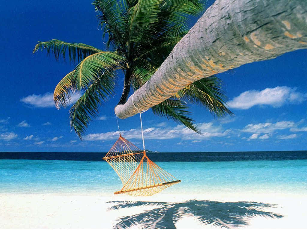beautiful summer, orange hammock, palm tree, SD Desktop Wallpaper