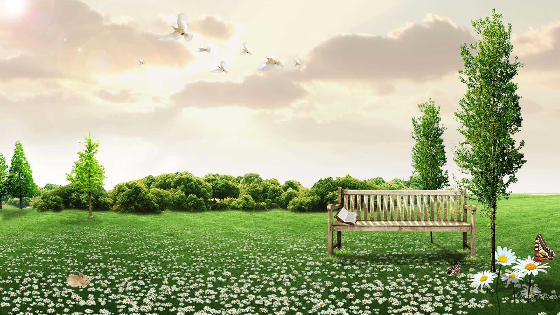 wooden bench, sunlit meadow, daisies, Full HD Desktop Wallpaper