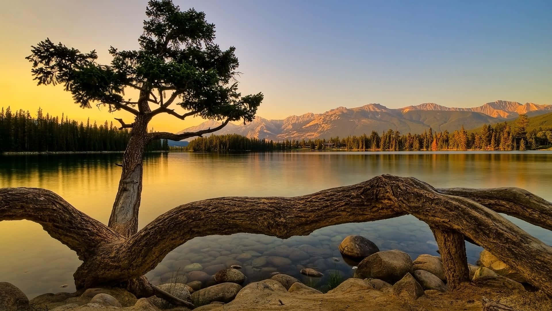 lone tree, calm lake, sunset, Full HD Desktop Wallpaper