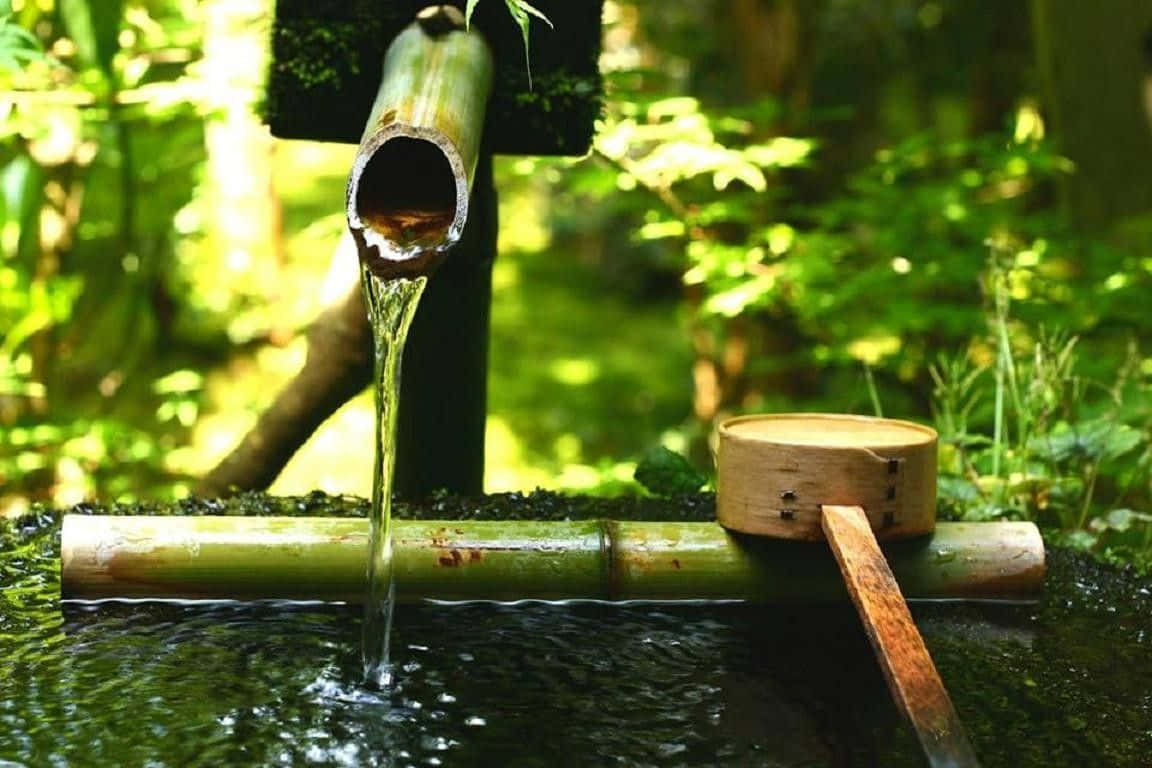 mossy bamboo pipe, stone basin, lush green forest, SD Desktop Wallpaper