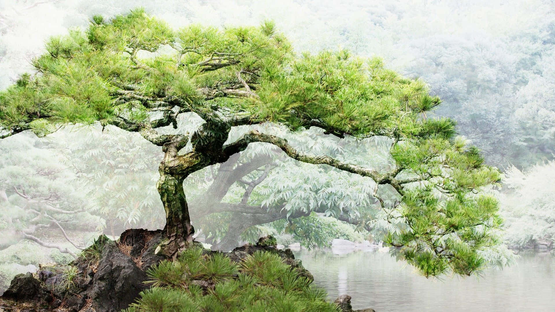 bonsai pine tree, gnarled branches, vibrant green needles, Full HD Desktop Wallpaper