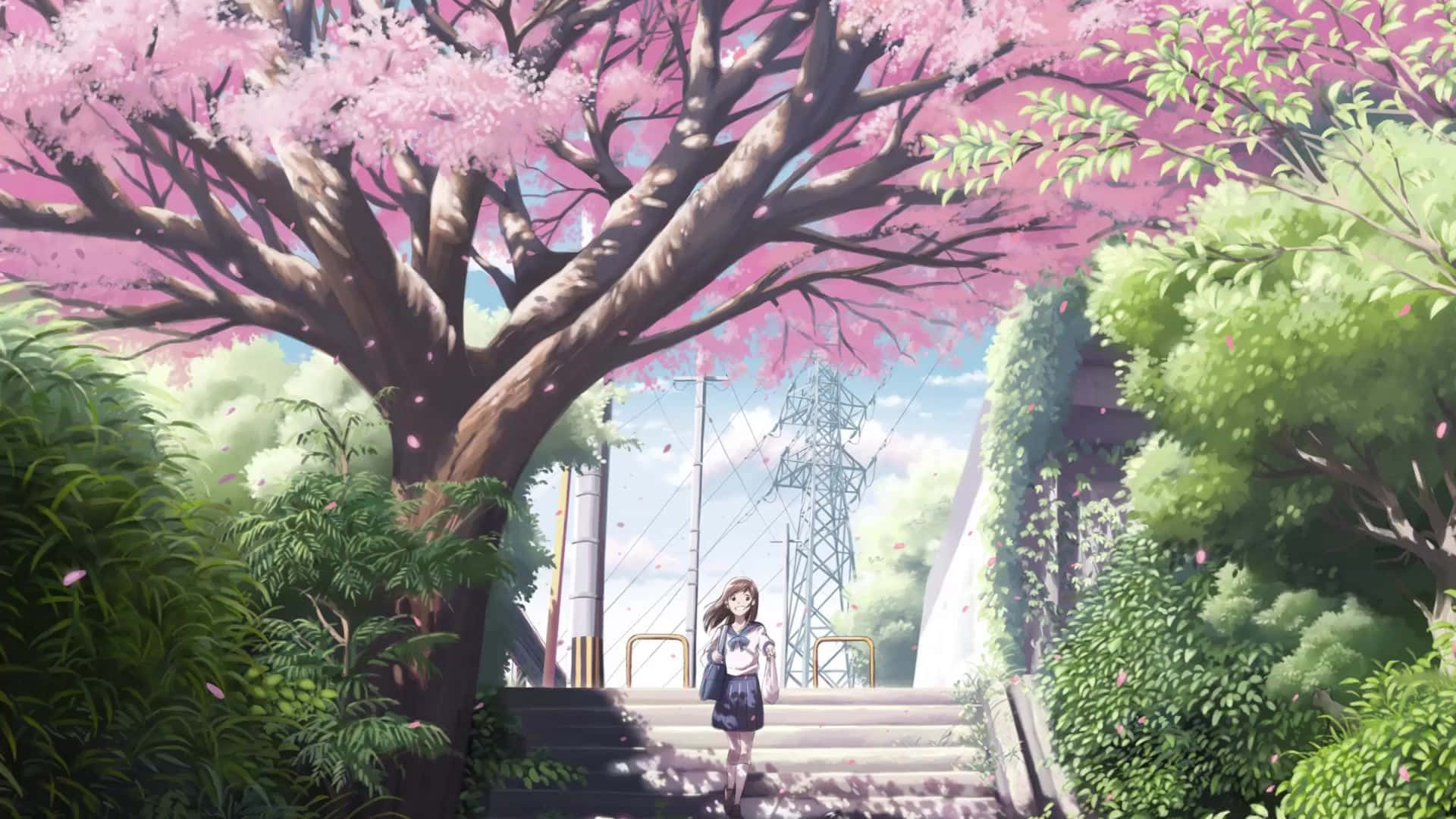 cherry blossom tree, pink petals, stone steps, Full HD Desktop Wallpaper
