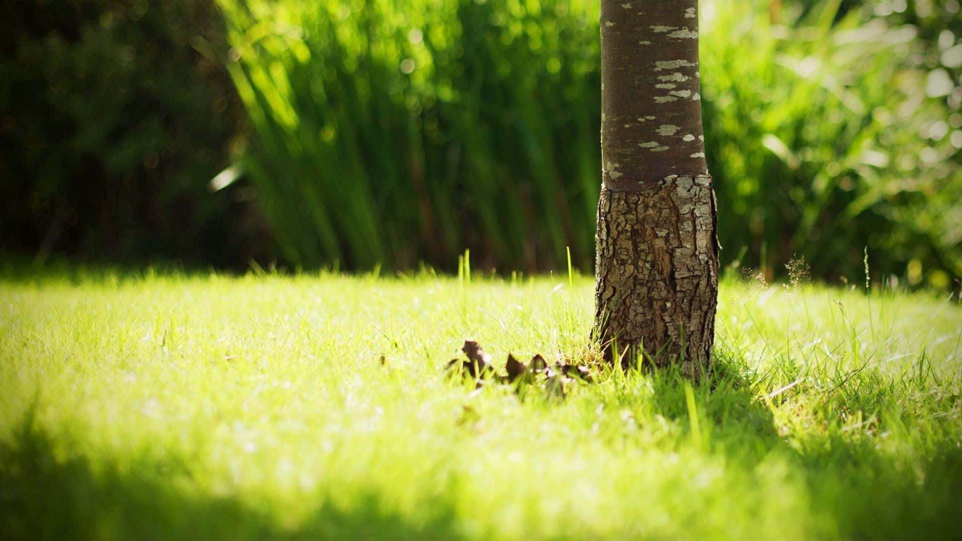 Sunlight, vibrant green grass, textured base of a tree trunk, Full HD Desktop Wallpaper
