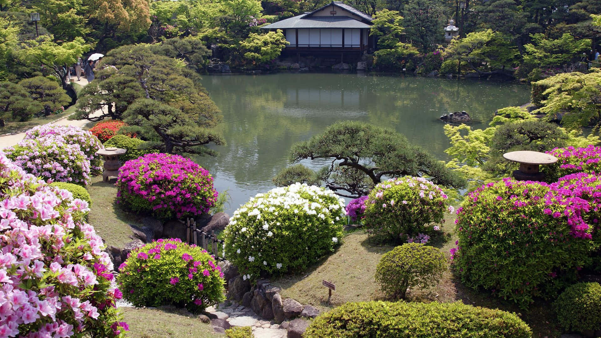 Japanese garden, tranquil pond, vibrant pink and white flowering bushes, Full HD Desktop Wallpaper