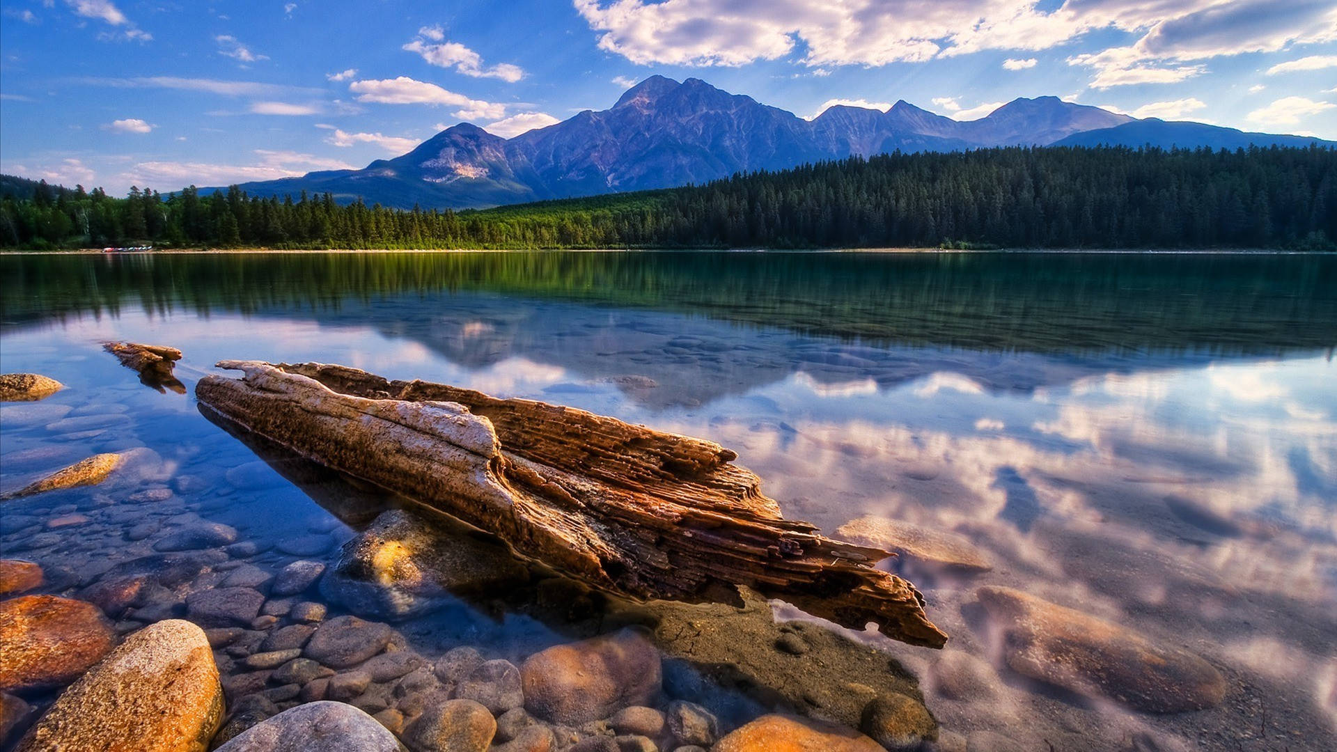 nature, weathered log, clear water, Full HD Desktop Wallpaper