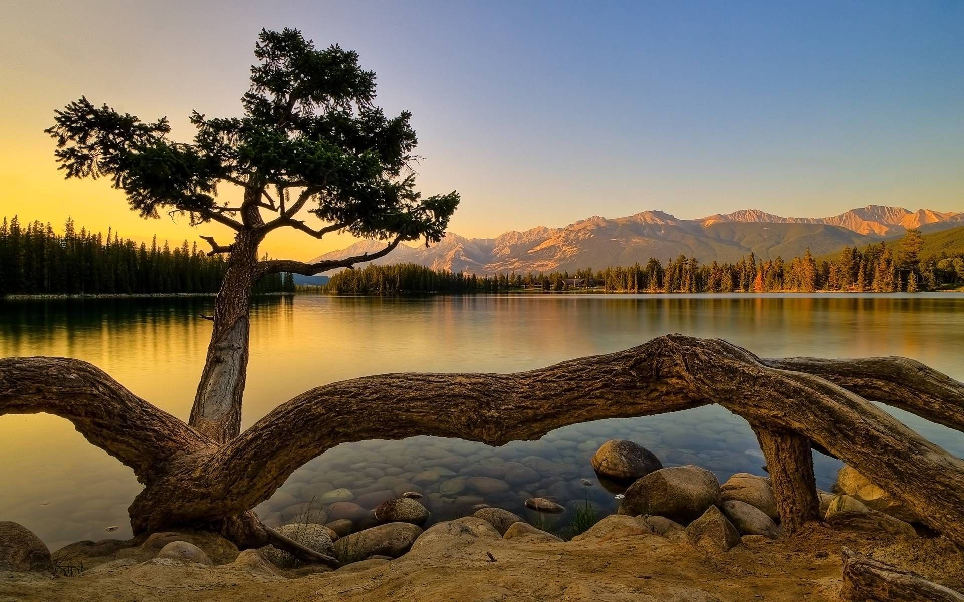 tree, lake, sunset, Full HD Desktop Wallpaper