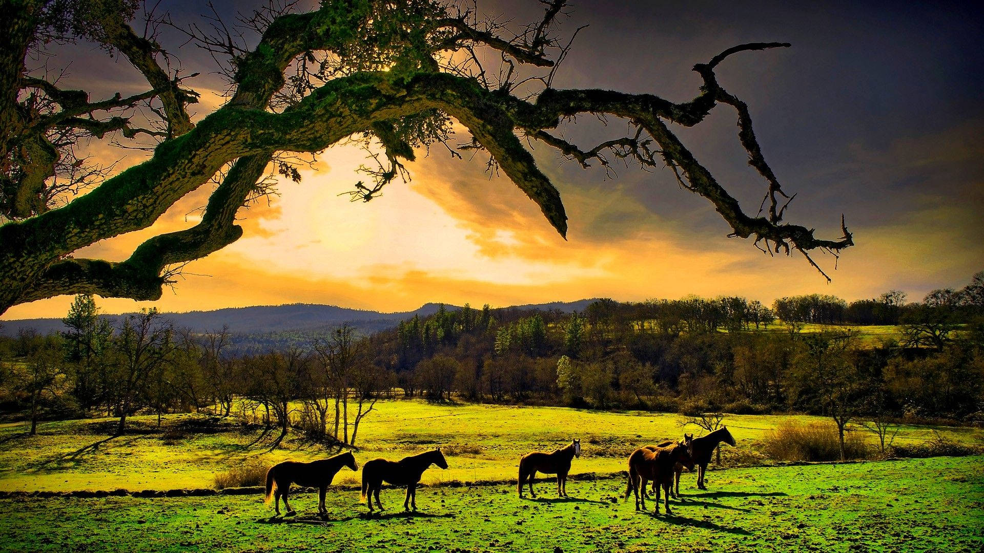 Relaxing Desktop, silhouetted horses, massive gnarled tree, Full HD Desktop Wallpaper