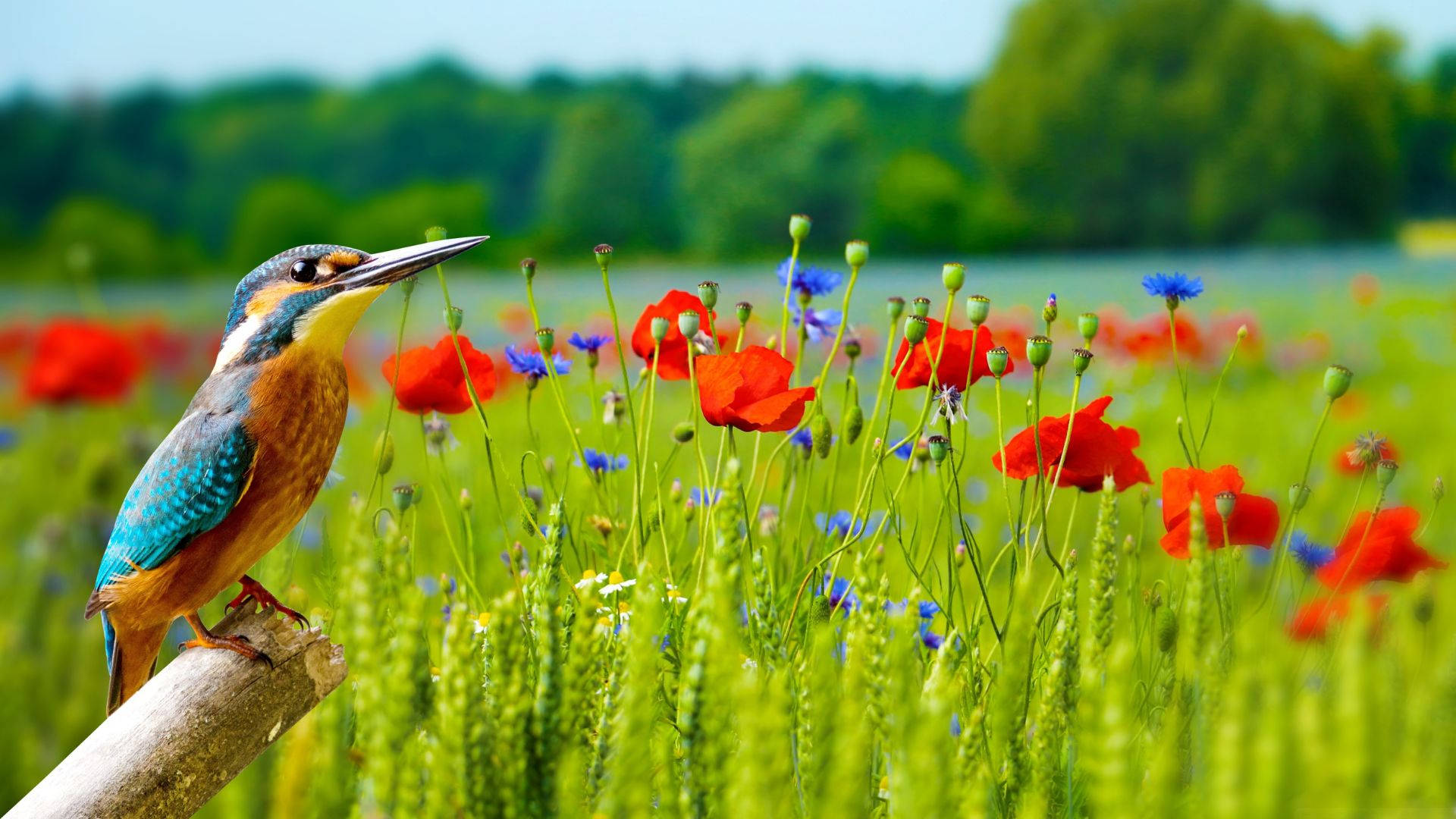 kingfisher, red poppies, blue cornflowers, Full HD Desktop Wallpaper