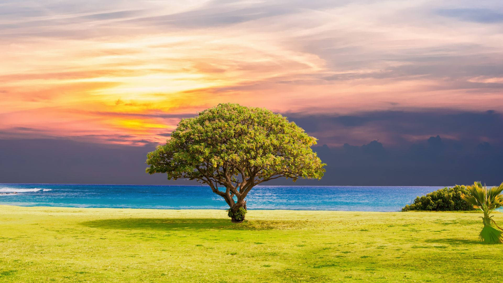 Relaxing Desktop, lone lush tree, vibrant green grass, Full HD Desktop Wallpaper