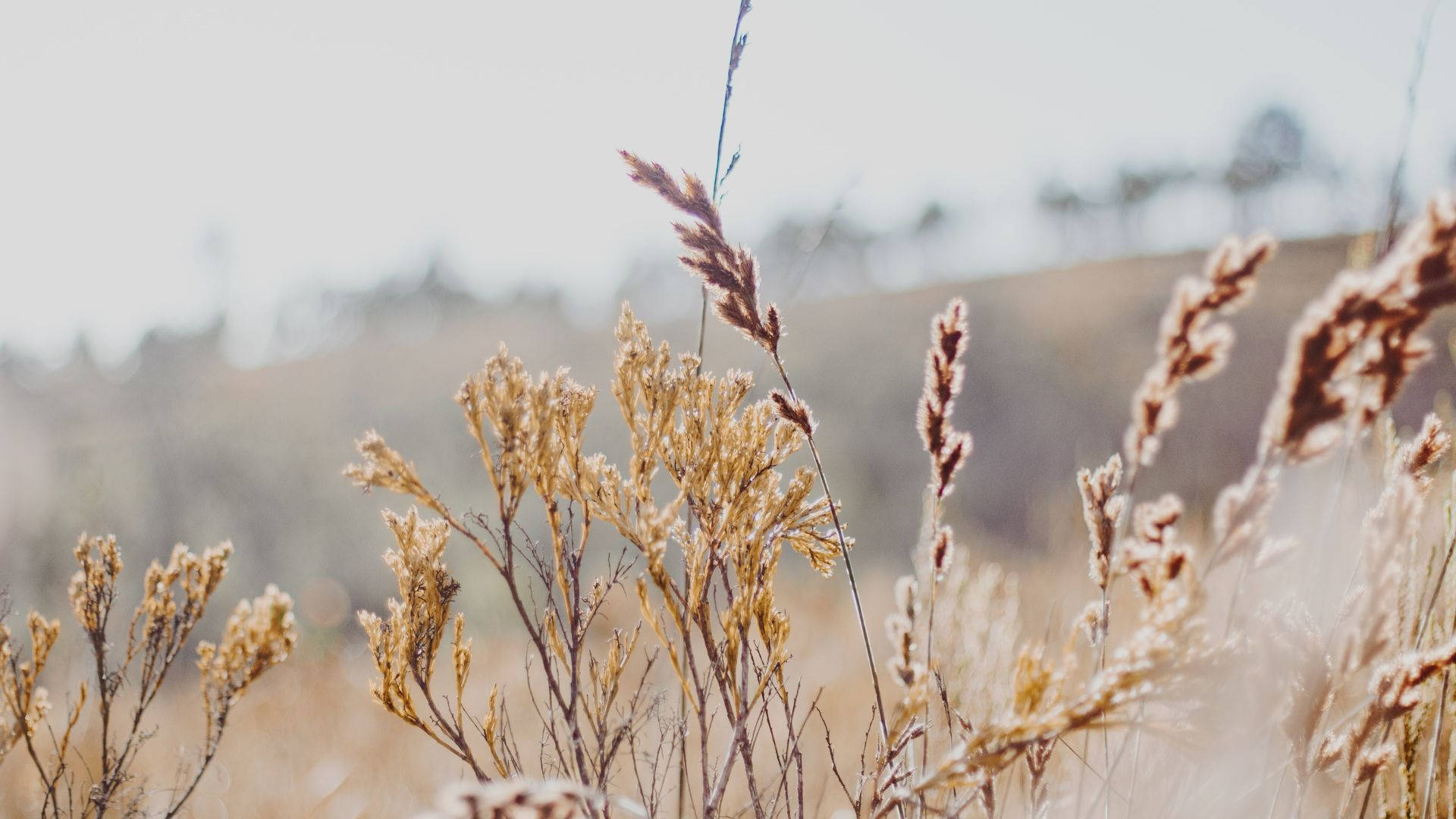 dry grass, trees, hazy sunlit hillside, Full HD Desktop Wallpaper