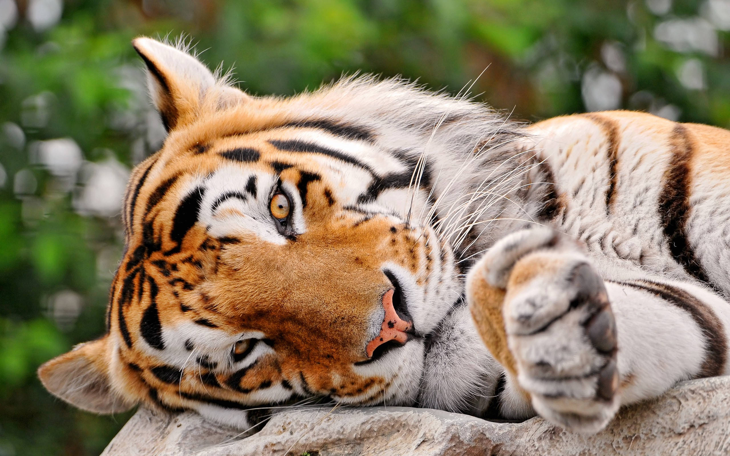 tiger, rock, lush green foliage, 2K Desktop Wallpaper