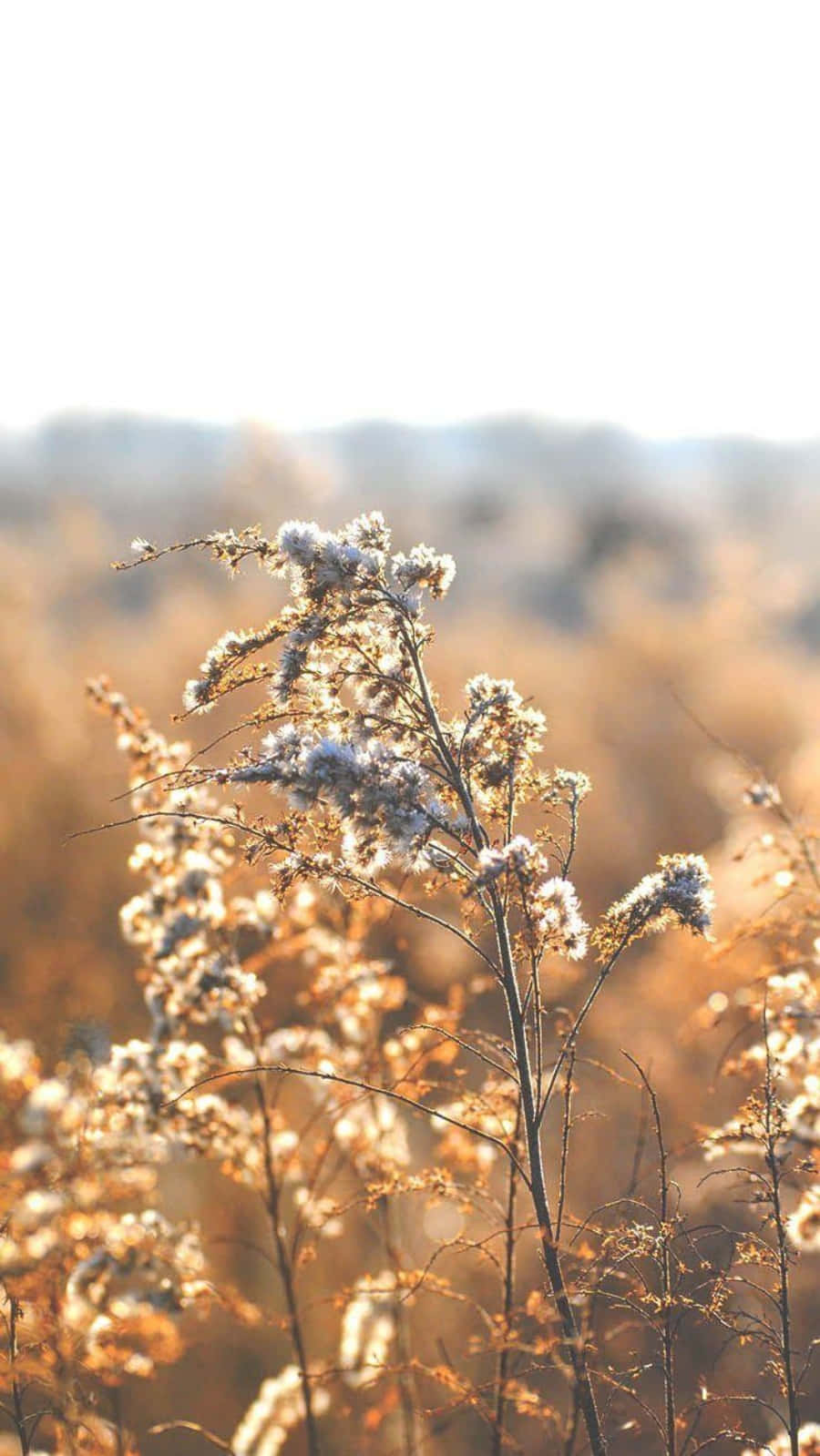 iPhone, yellow and white flowers, golden sunlight, HD Phone Wallpaper