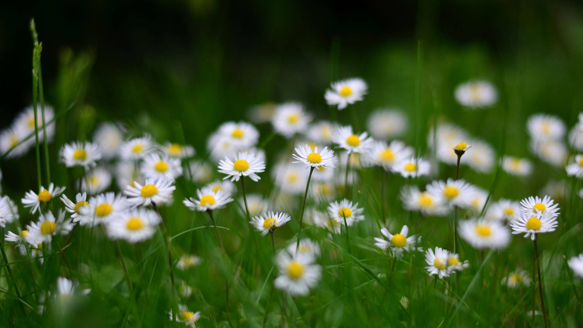 white daisies, yellow centers, vibrant green grass, Full HD Desktop Wallpaper
