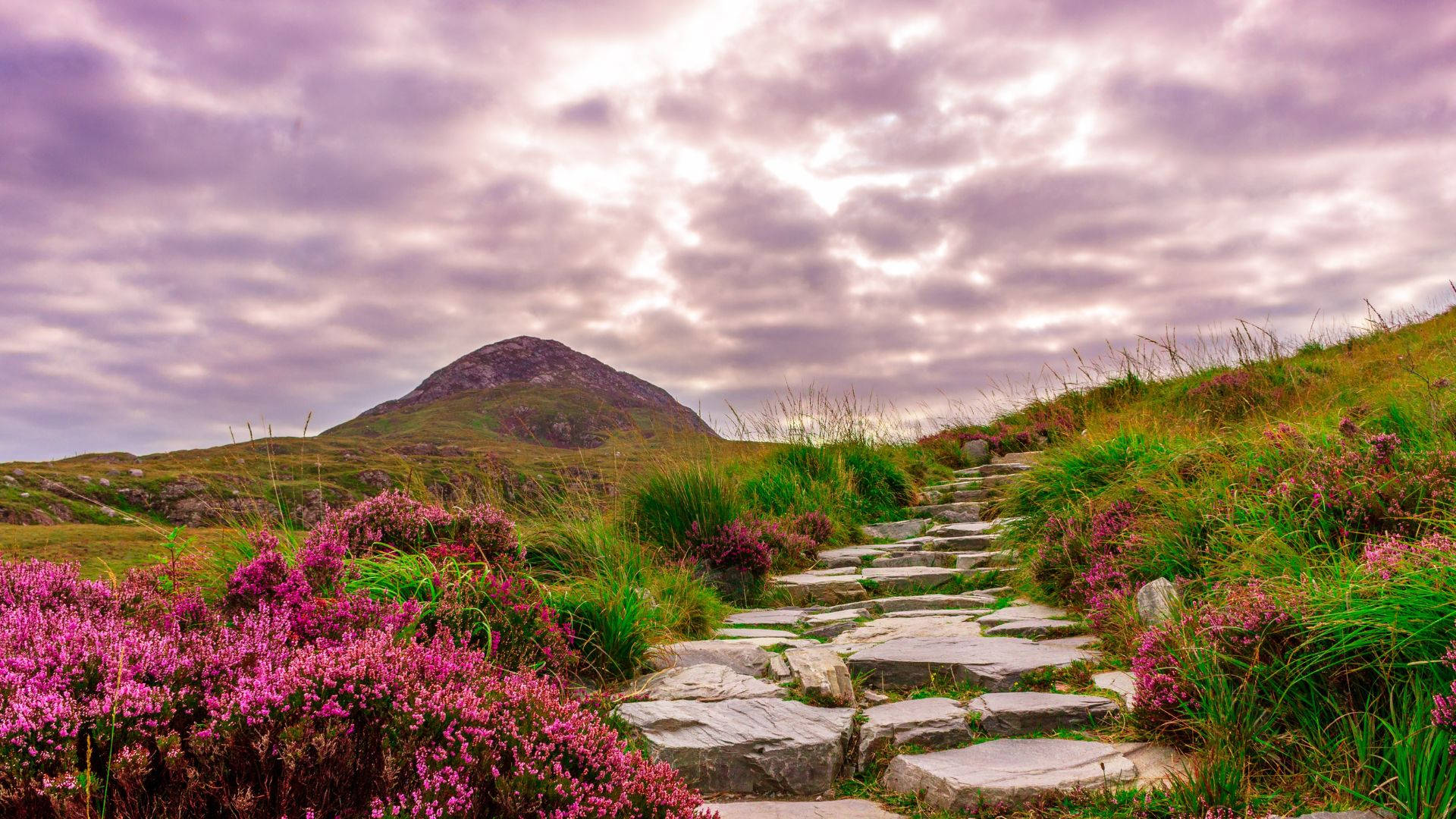 stone path, vibrant purple heather, distant hill, Full HD Desktop Wallpaper
