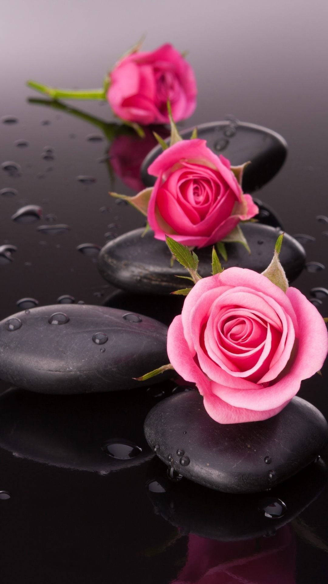 spa stone, pink roses, glossy black stones, HD Phone Wallpaper