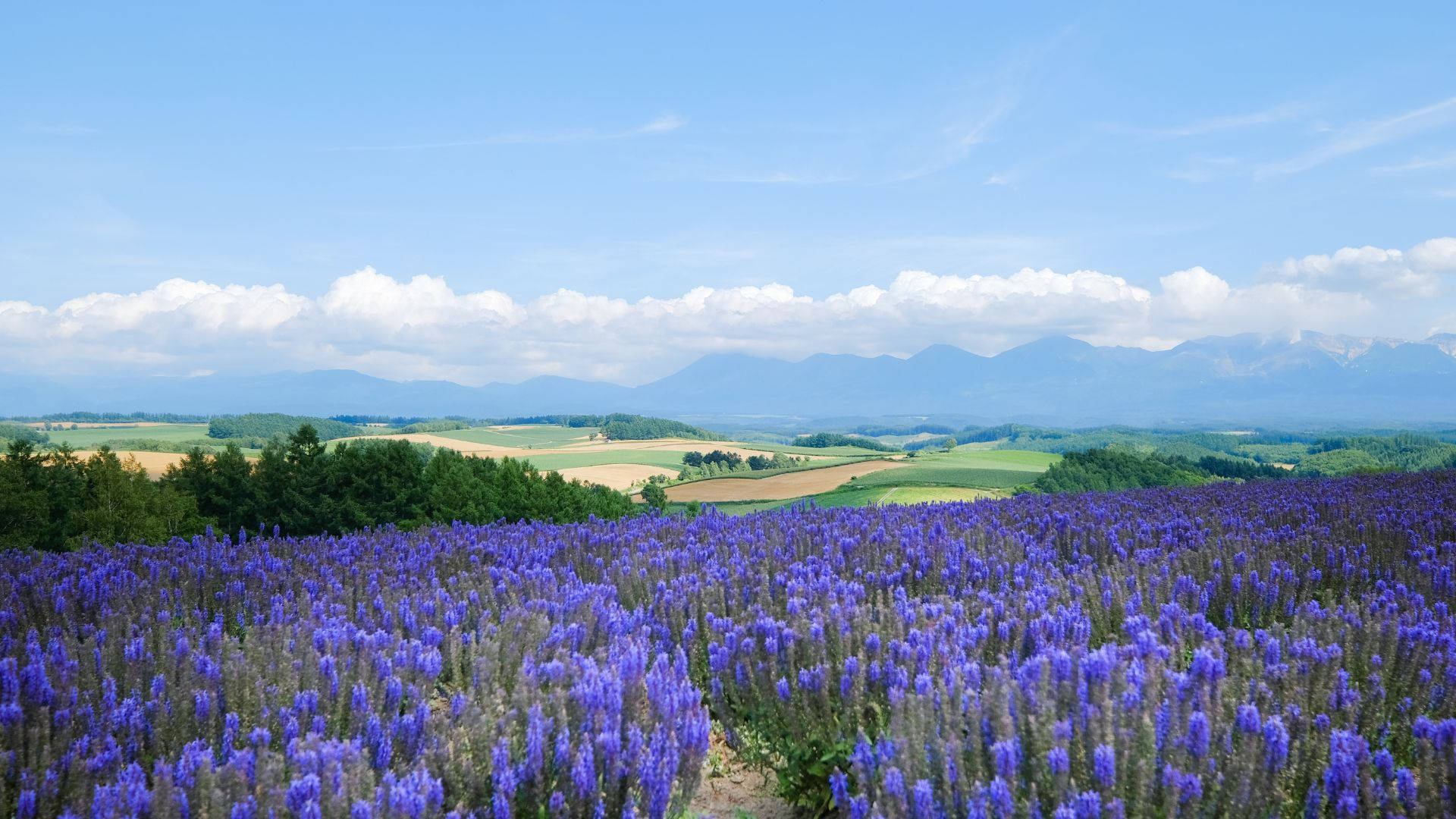 Lavender Field, purple lavender fields, green hills, Full HD Desktop Wallpaper