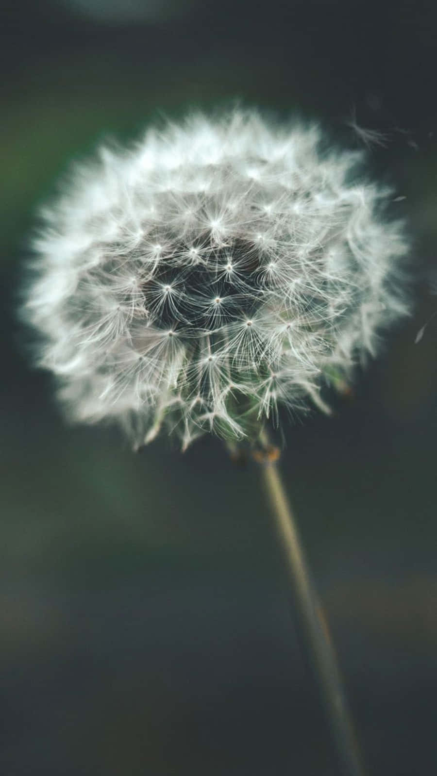White Dandelion Flower, glowing softly, blurred dark green background, HD Phone Wallpaper