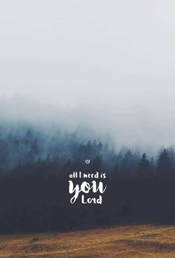 foggy forest, pine trees, golden field, SD Phone Wallpaper
