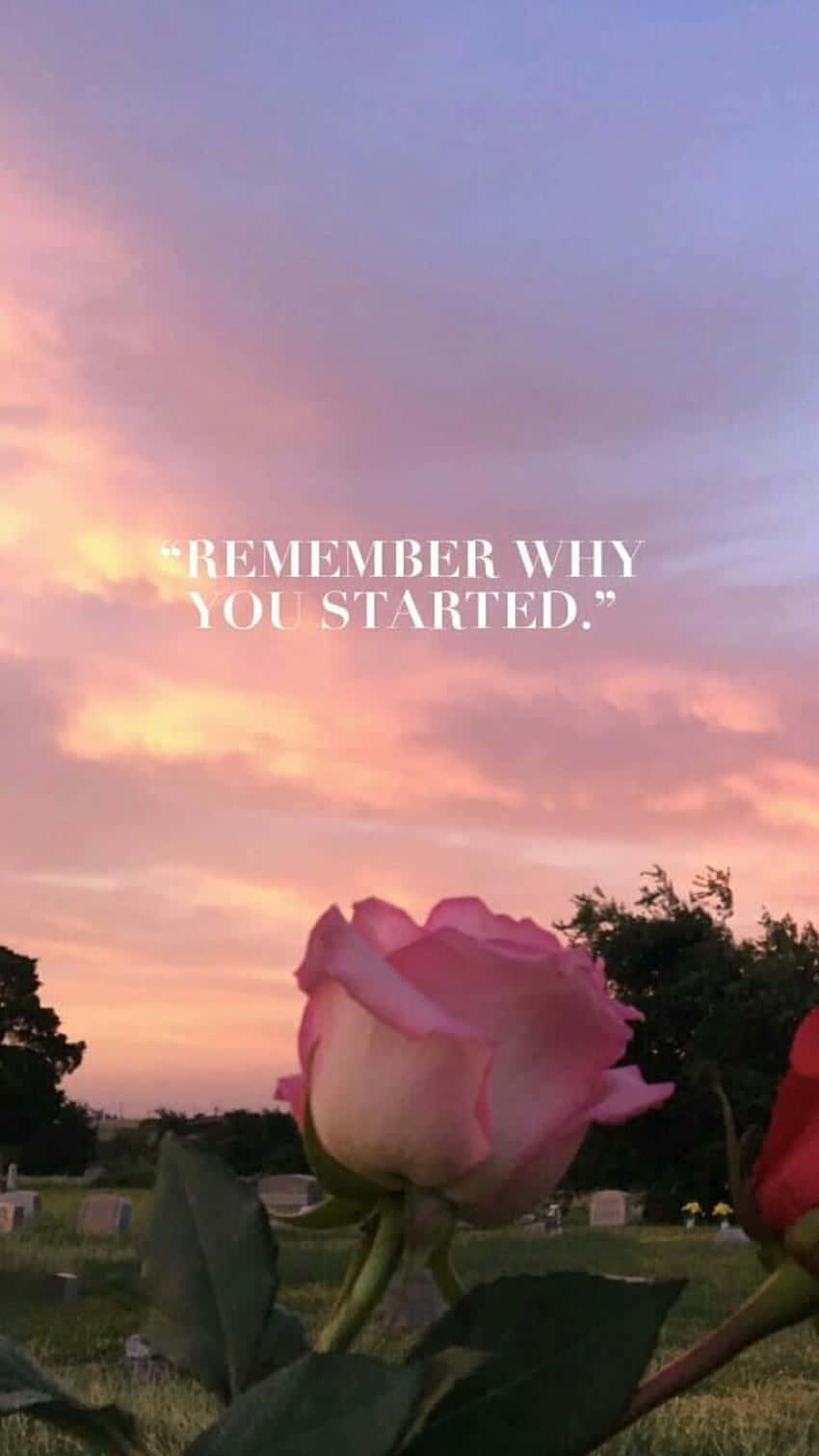 pink rose, cemetery, sunset, HD Phone Wallpaper
