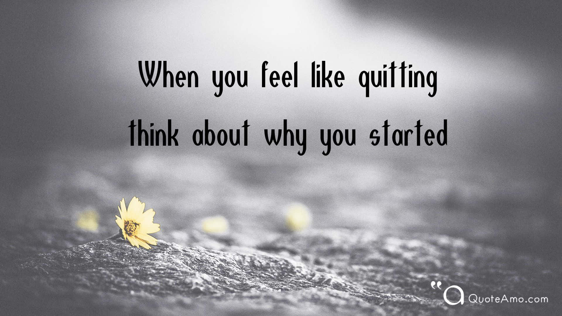 Remember Why You Started, yellow flower, gray rocky surface, Full HD Desktop Wallpaper
