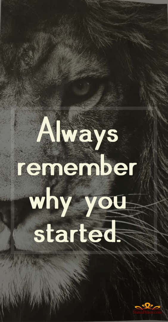 lion, intense gaze, black and white photo, SD Phone Wallpaper
