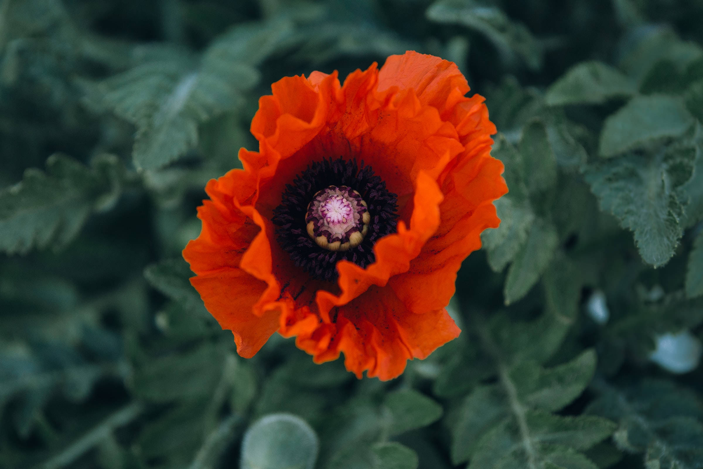 bright red poppy flower, ruffled petals, dark center, Full HD Desktop Wallpaper