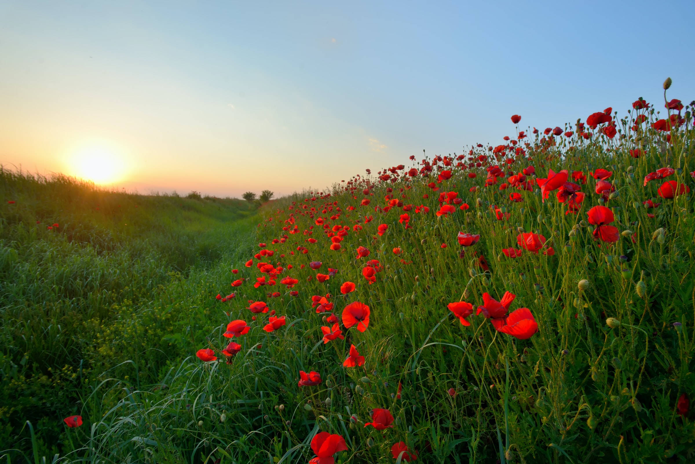poppy flower field, Remembrance Day, red poppies, Full HD Desktop Wallpaper