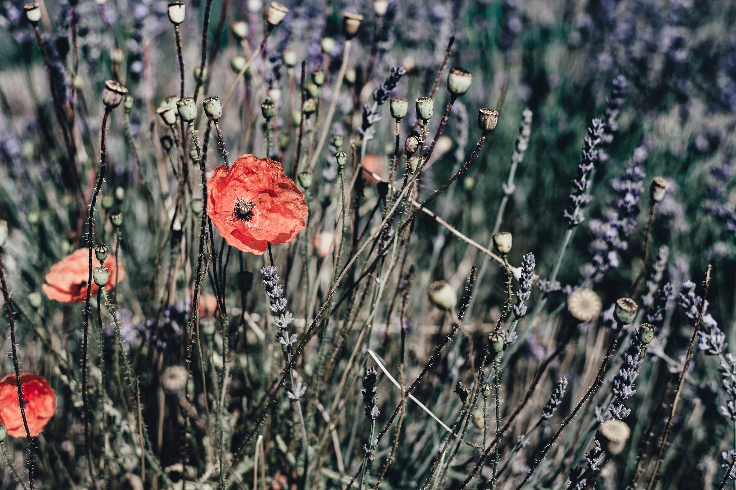 Remembrance Day, poppy flowers, vibrant red, Full HD Desktop Wallpaper