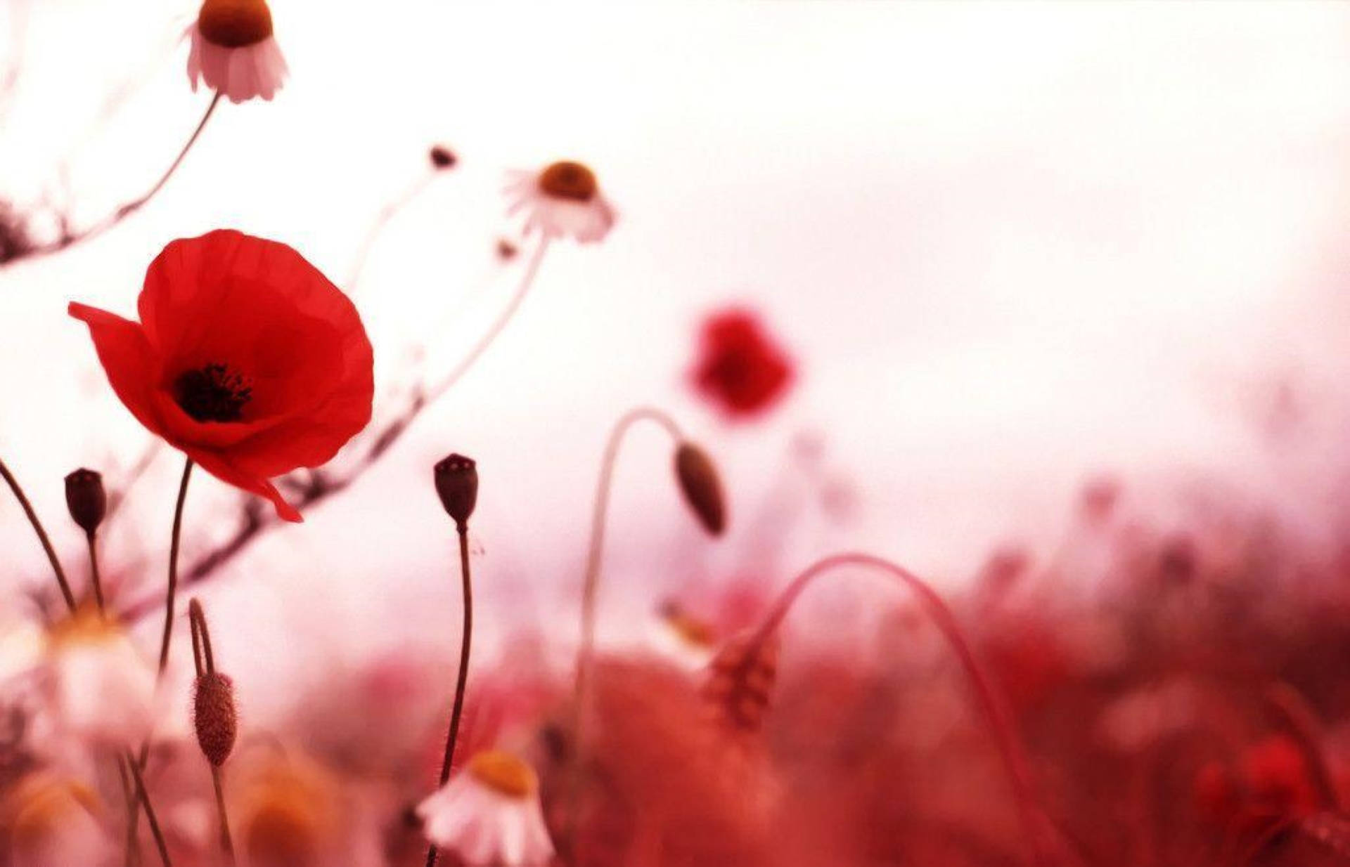 Remembrance Day, red poppy, hazy pink and white background, Full HD Desktop Wallpaper