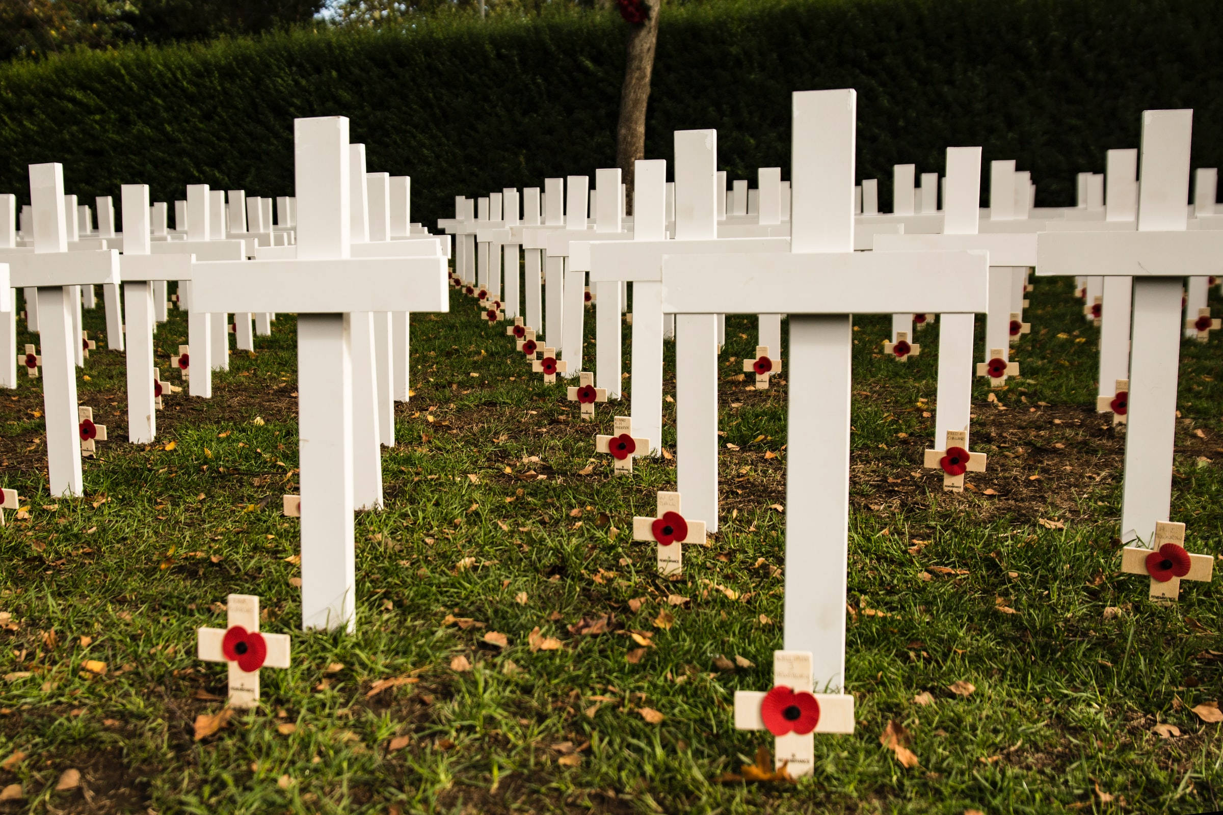 white crosses, red poppies, Remembrance Day, Full HD Desktop Wallpaper