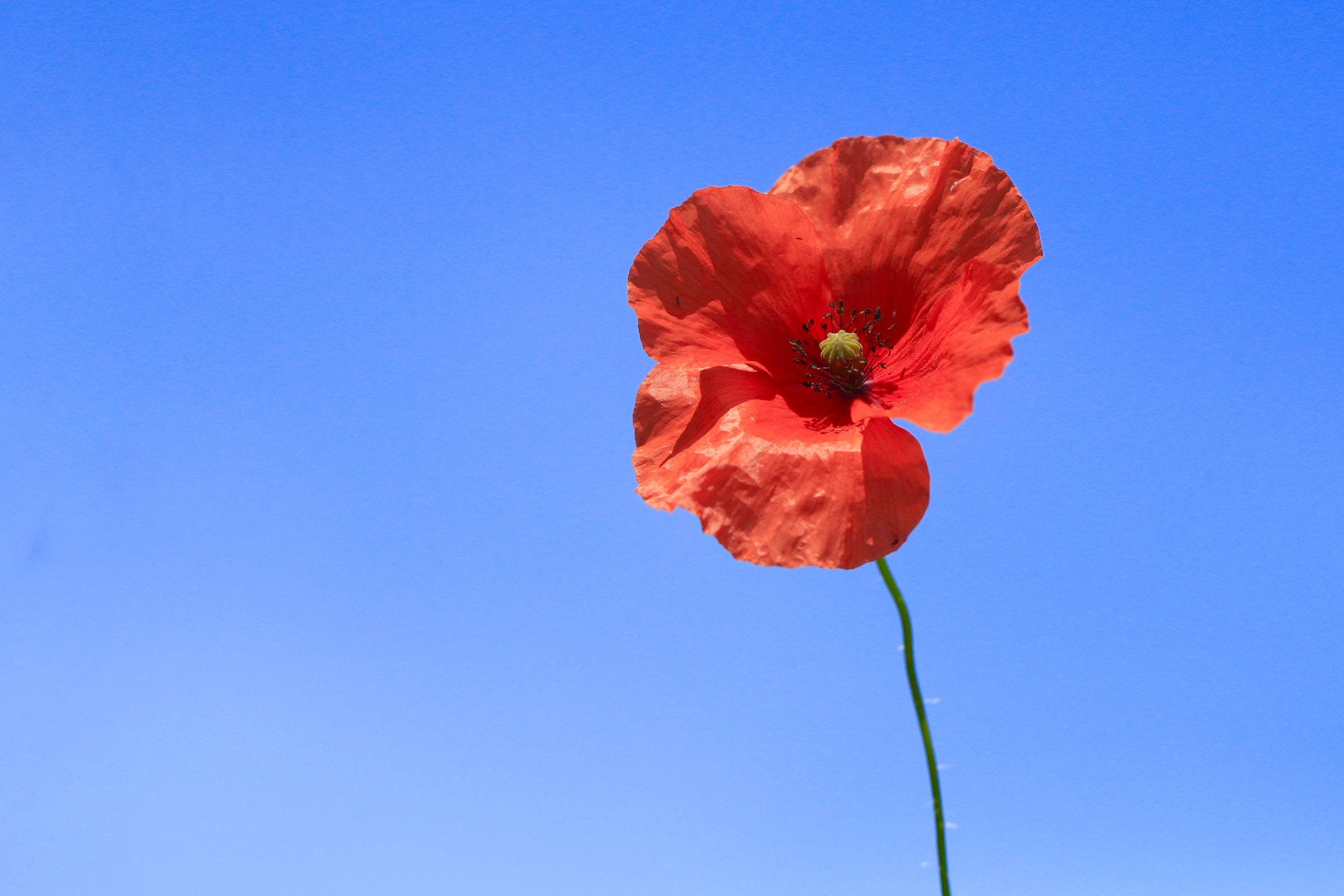poppy, red, blue sky, Full HD Desktop Wallpaper