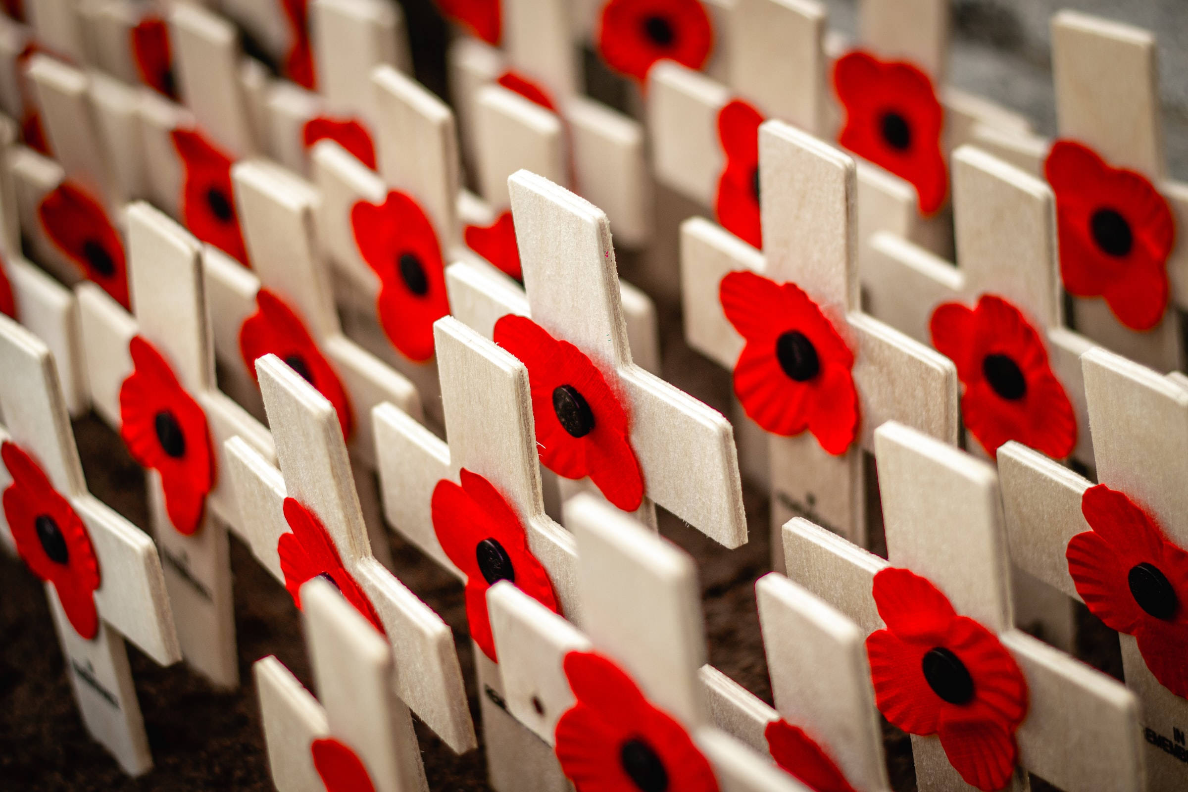 Remembrance Day, white wooden crosses, vibrant red poppies, Full HD Desktop Wallpaper